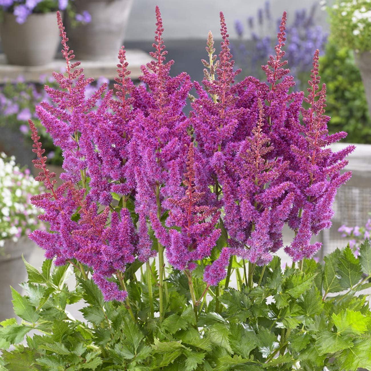 Van Zyverden Astilbe Visions® 3 Plant Roots Multicolor Partial Shade Perennial Pollinator 1 lb