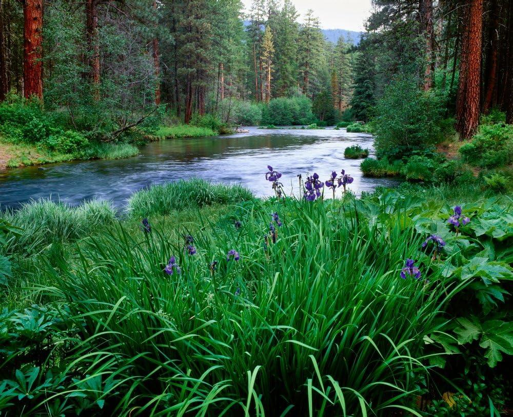 Iris flowers by the Metolius River  Camp Sherman  Deschutes National Forest  Jefferson County  Oregon  USA Print by
