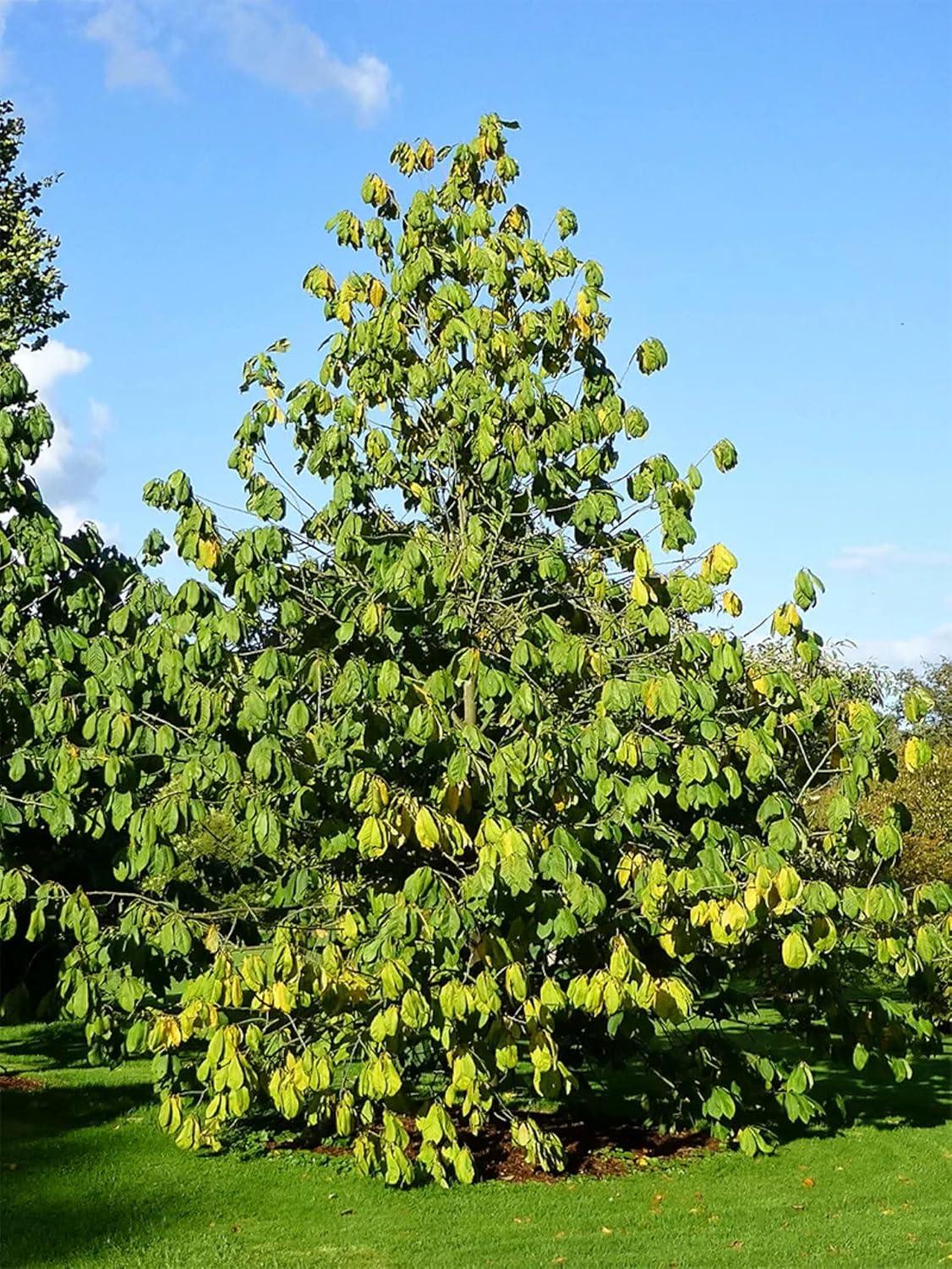 American Plant Exchange Fruit Trees Paw Paw Tree, Live Outdoor Landscape Plant, 1-Gallon Pot