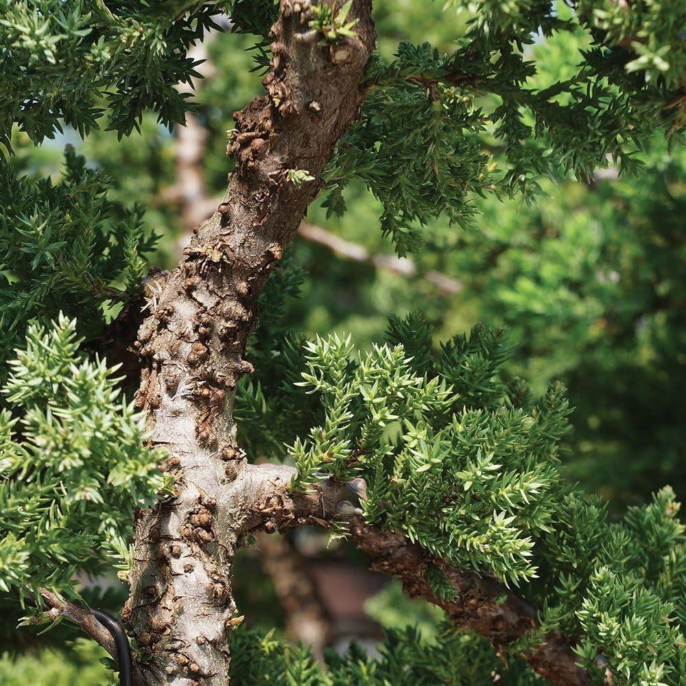 Brussel's Green Mound Juniper Over Rock Bonsai - X Large - (Outdoor)