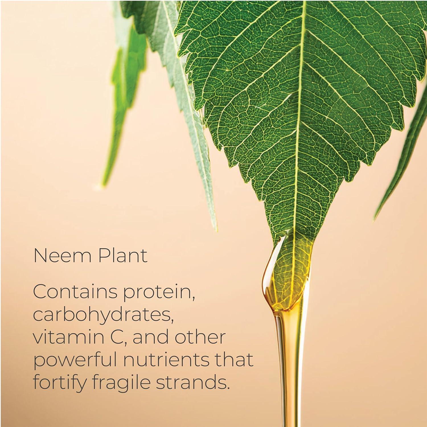 L'ANZA Healing Strength White Tea Shampoo, Shampoo For Dry, Damaged Hair, Boosts Shine, Strengthens, and Restores Weak, Fragile, Aged Hair Against Split Ends & Frizz Control, New Bottle