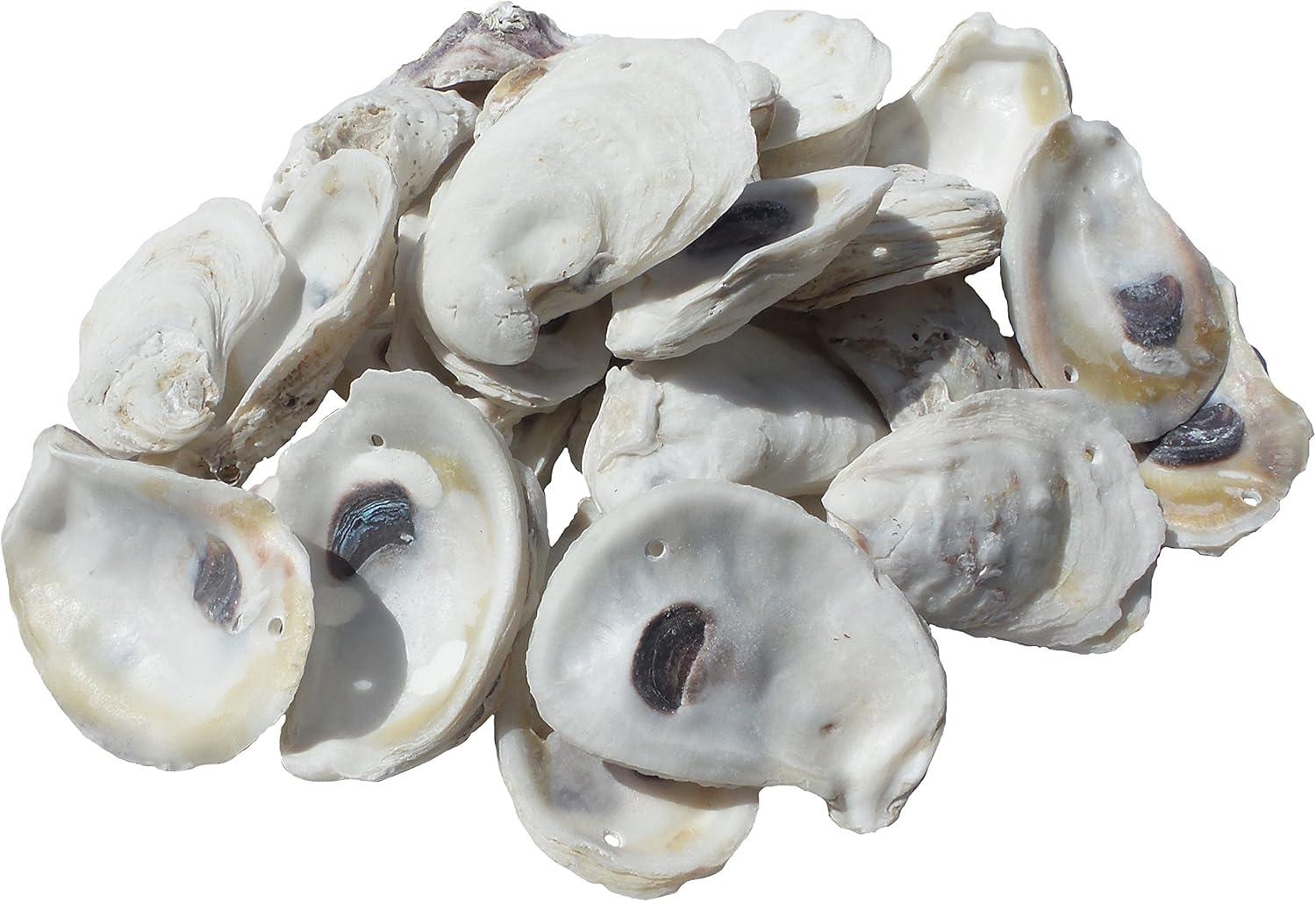 Natural Drilled Oyster Shells for Nautical Decor, 2-3 Inches