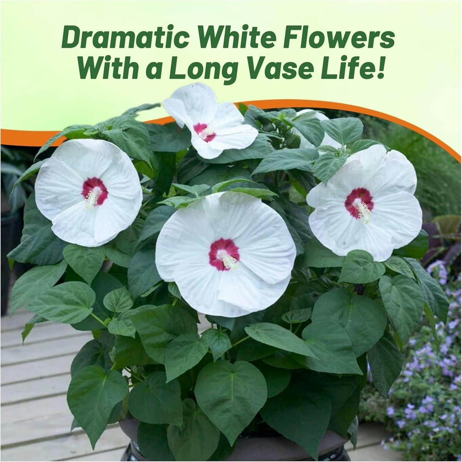 Luna White Hibiscus Seeds with Large Red-Centered Blooms
