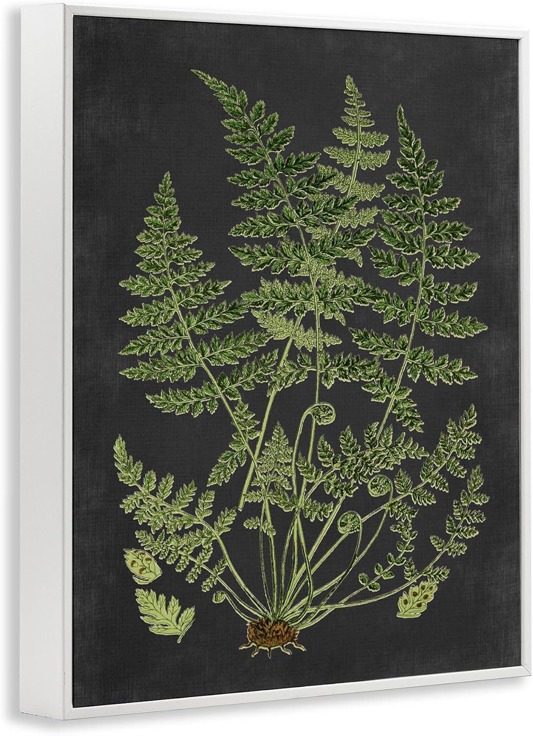 Stupell Industries Botanical Drawing Green Black Design Print Framed Art Print Wall Art, 11x14, By Lettered and Lined