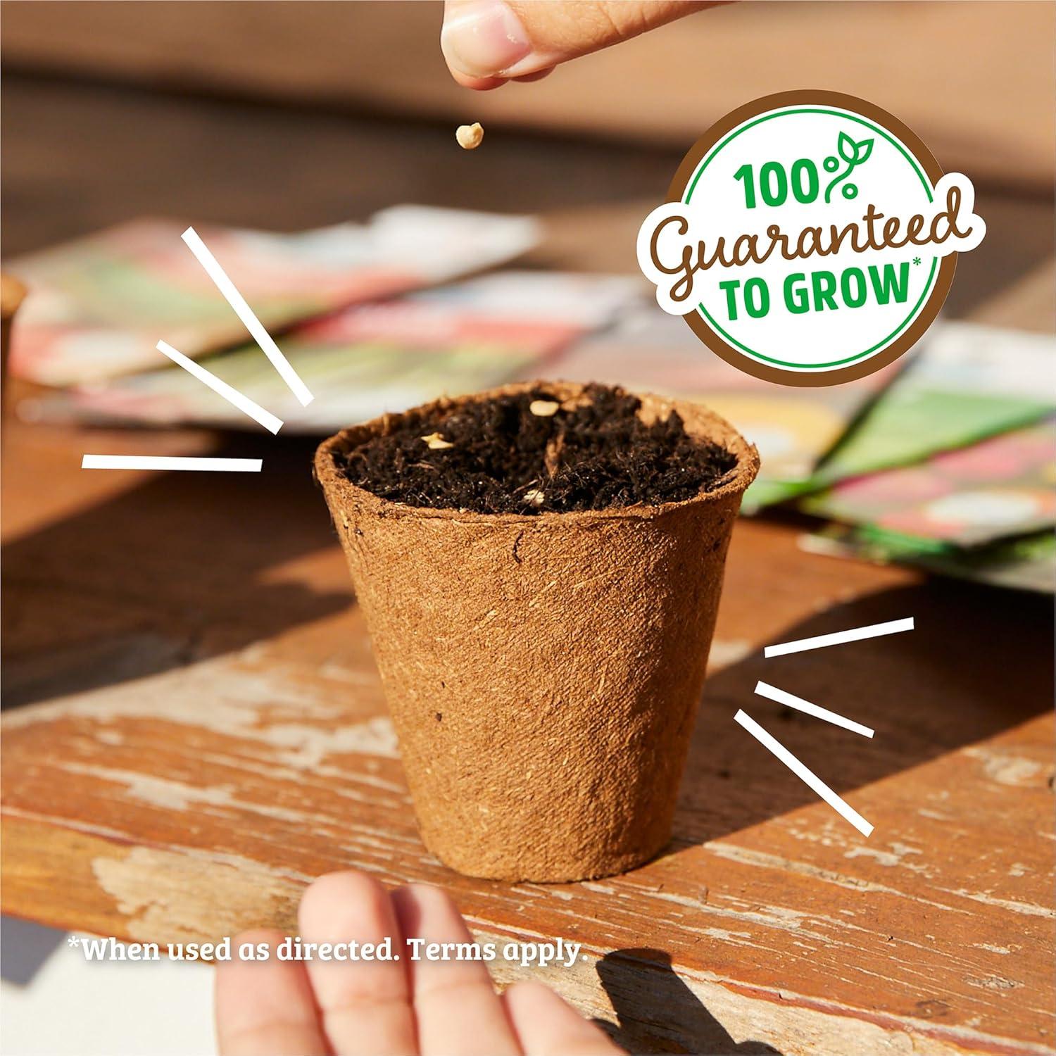 Back to the Roots Organic Sunflower 'Lemon Queen', 1 Seed packet