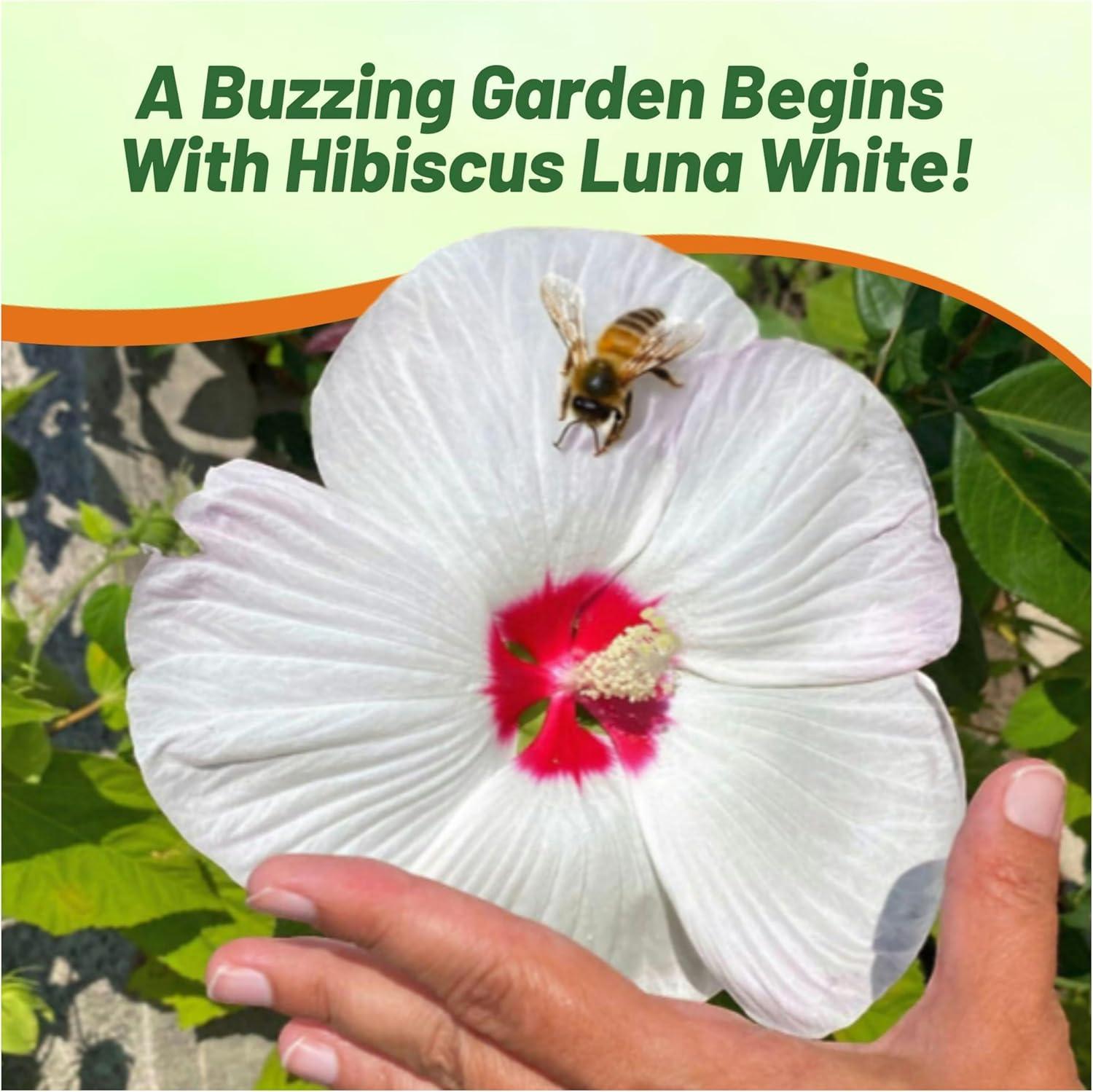Luna White Hibiscus Seeds with Large Red-Centered Blooms