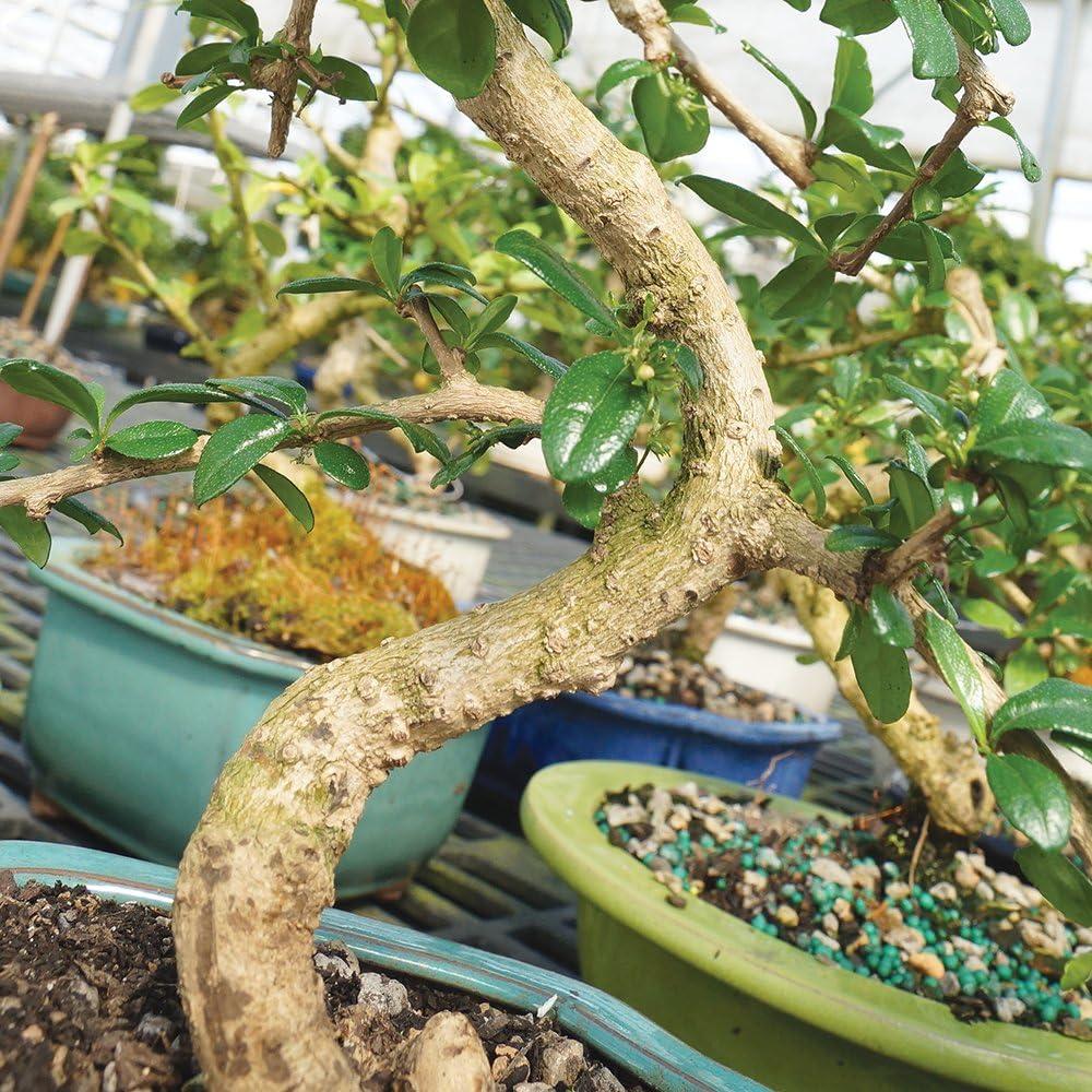 Brussel's Fukien Tea Bonsai - Medium - (Indoor)