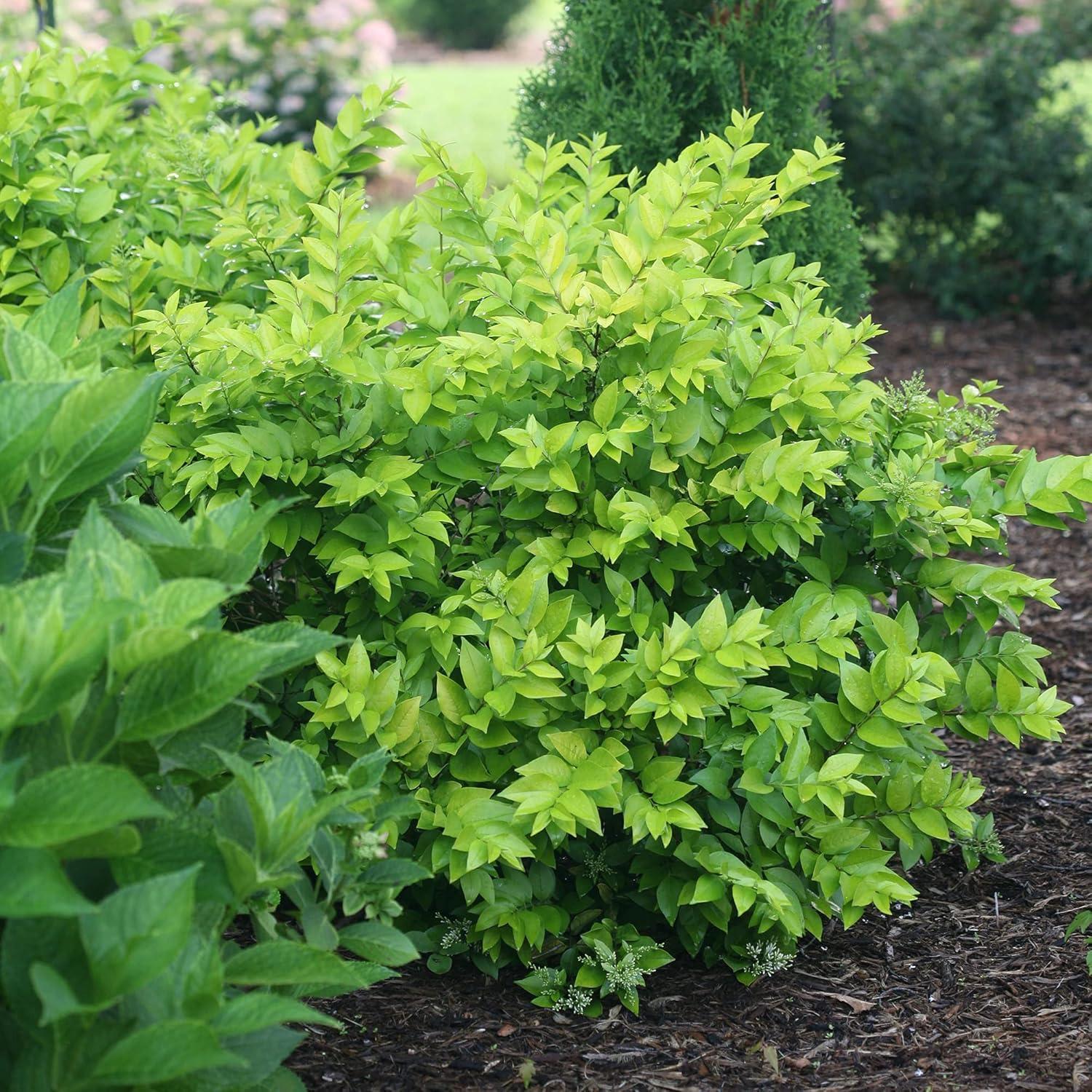 Golden Ticket Privet 2-Gallon Deciduous Shrub with White Flowers