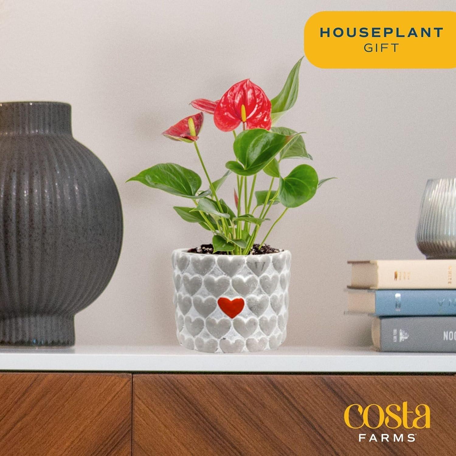 Indoor Houseplant With Blooming Flowers, Potted In Cute Indoors Plant Pot, Gift For Birthday, Anniversary, Housewarming, Home And Room Decor, 10-12 Inches Tall