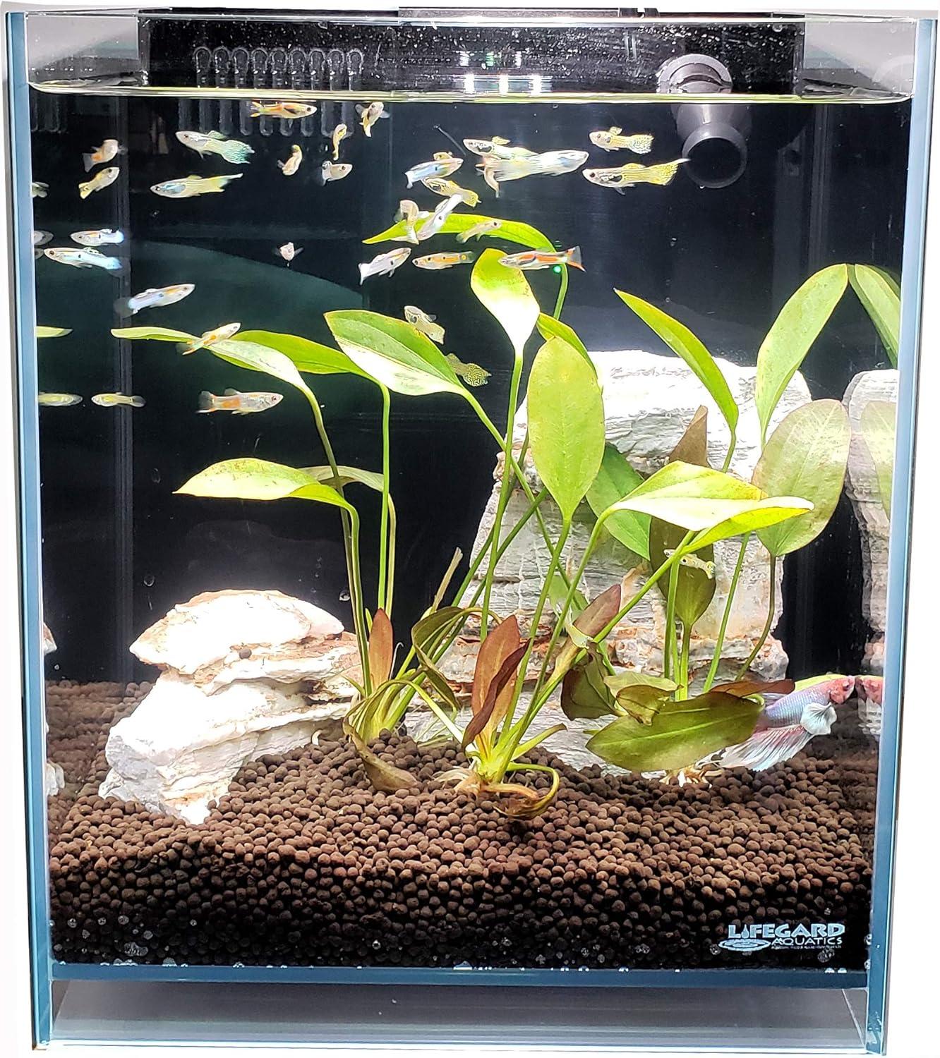 Lifegard Low Iron Ultra Clear Crystal Aquarium with Built in Filter ��������������������������� Rimless Glass, Beveled Edge, Elevated Style ��������������������������� Direct Jet Flow ��������������������������� 8.3 GPH