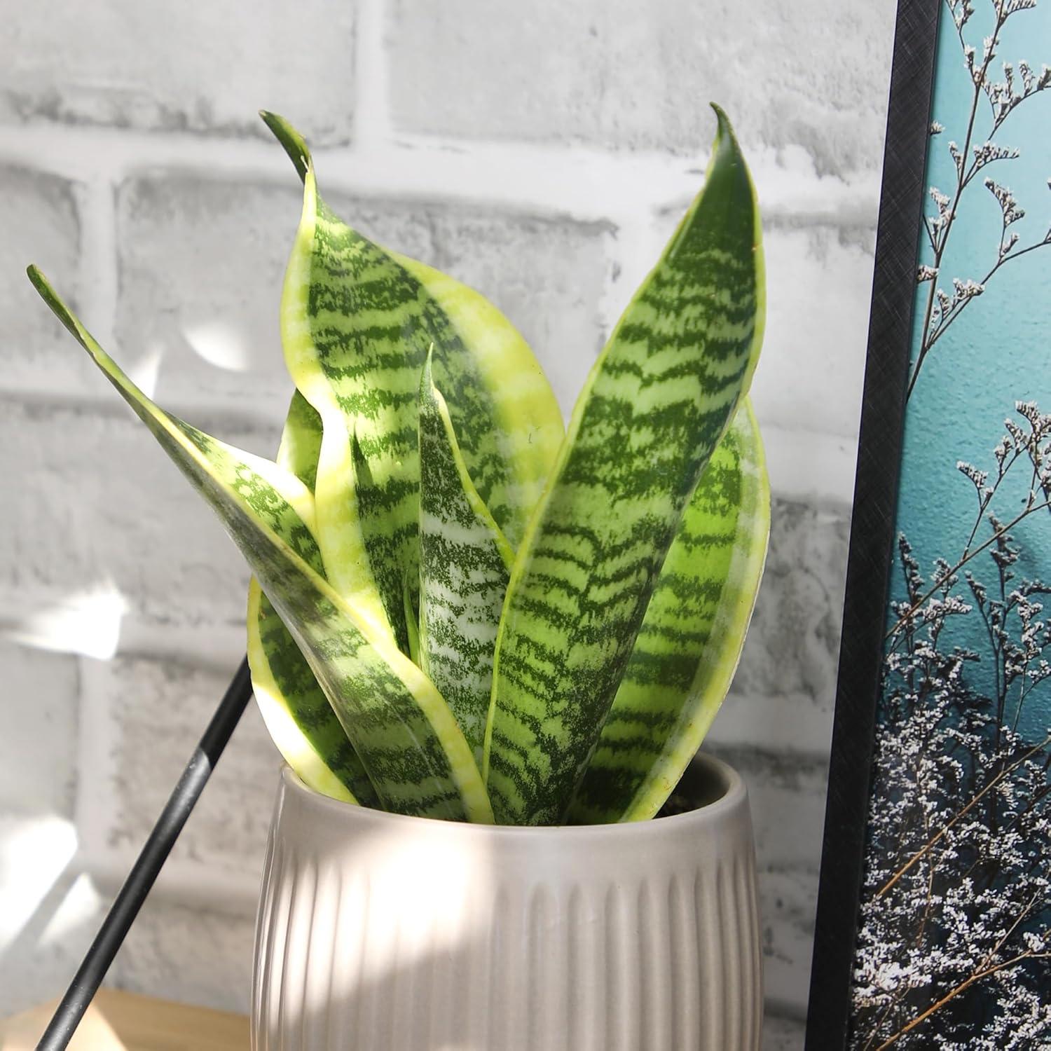 Sansevieria Superba Indoor Succulent with Yellow Edged Leaves