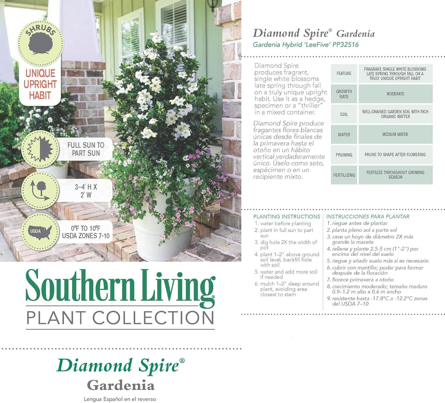 Southern Living Plant Collection Gardenia Diamond Spire Live Shrubs (2 Gallon)