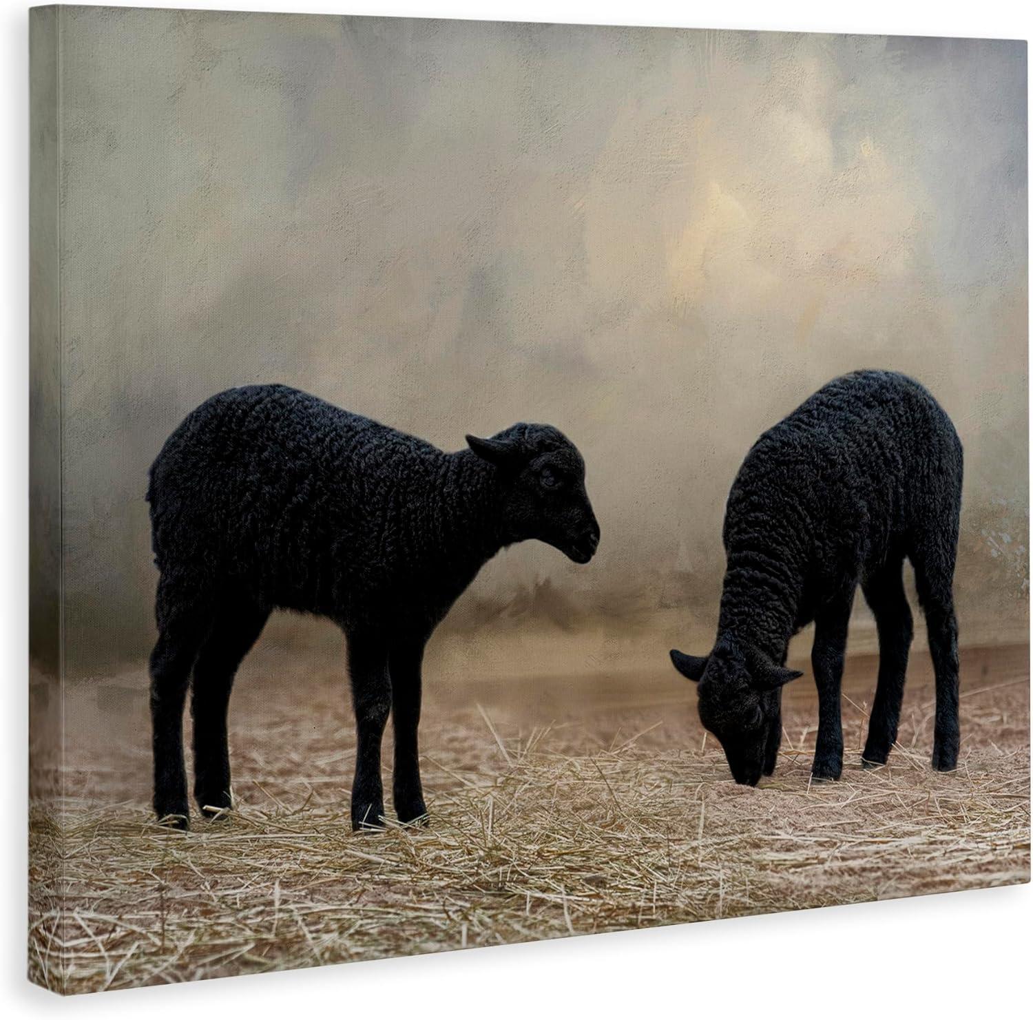 Stupell Industries Black Sheep Grazing Animals & Insects Photography Gallery Wrapped Canvas Art Print Wall Art, 20 x 16