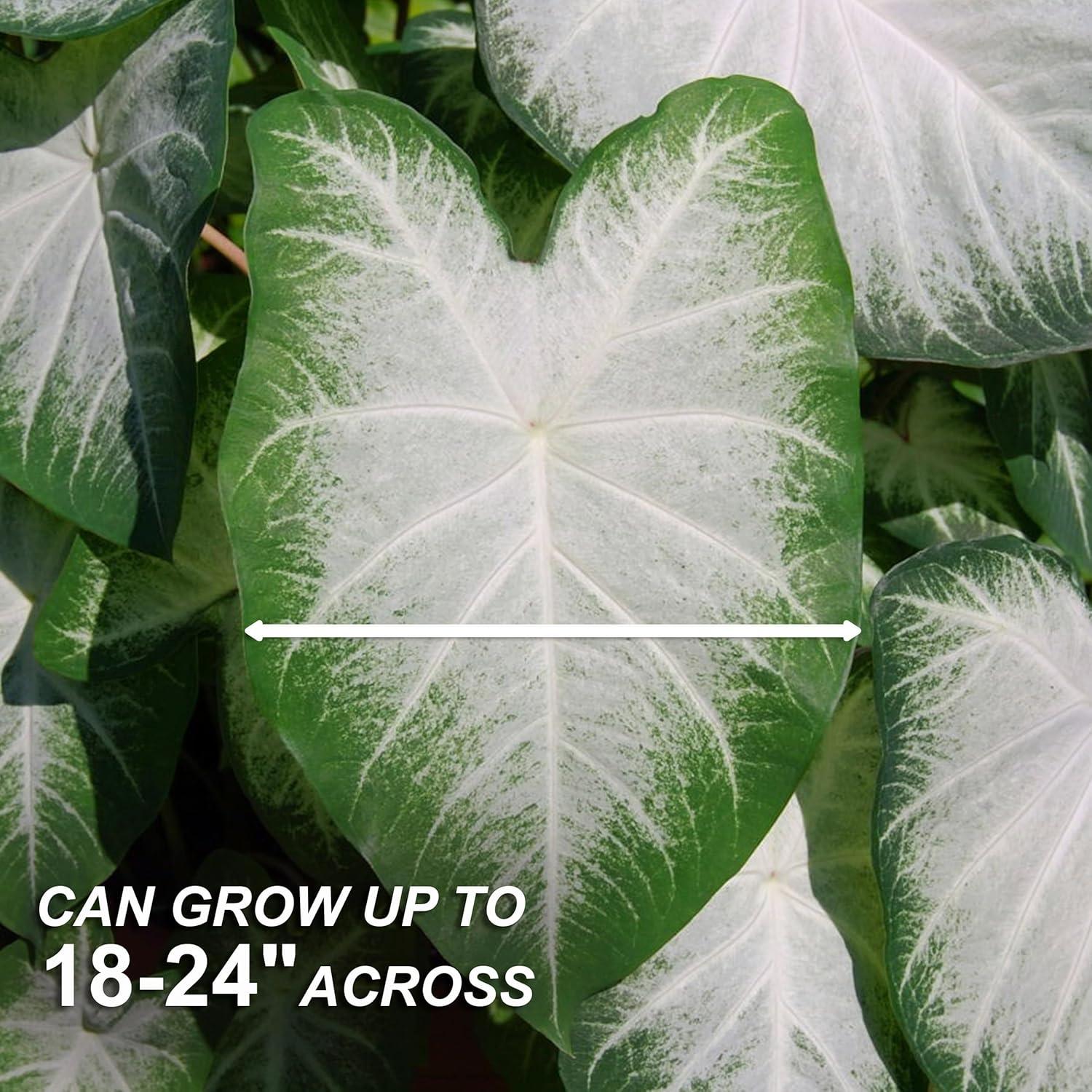 Garden State Bulb Aaron White Caladium Bulbs, Bare Roots (Bag of 10)
