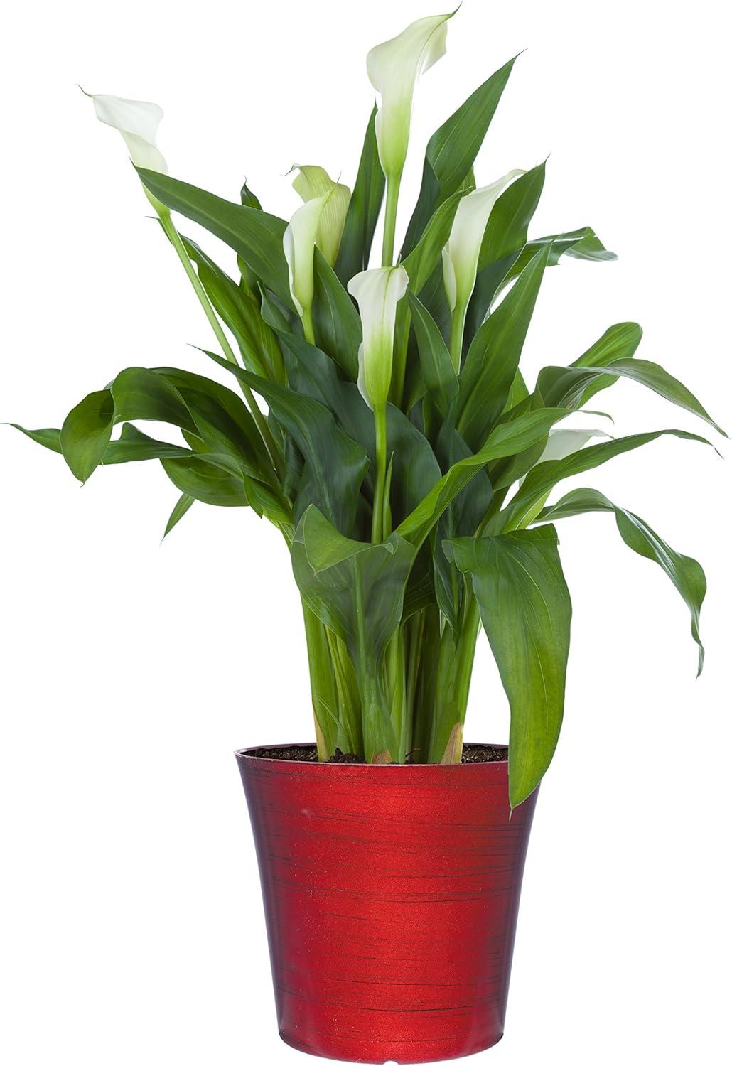 Classic Home and Garden 1255-098 Bella 10" Planter, Ruby Slipper