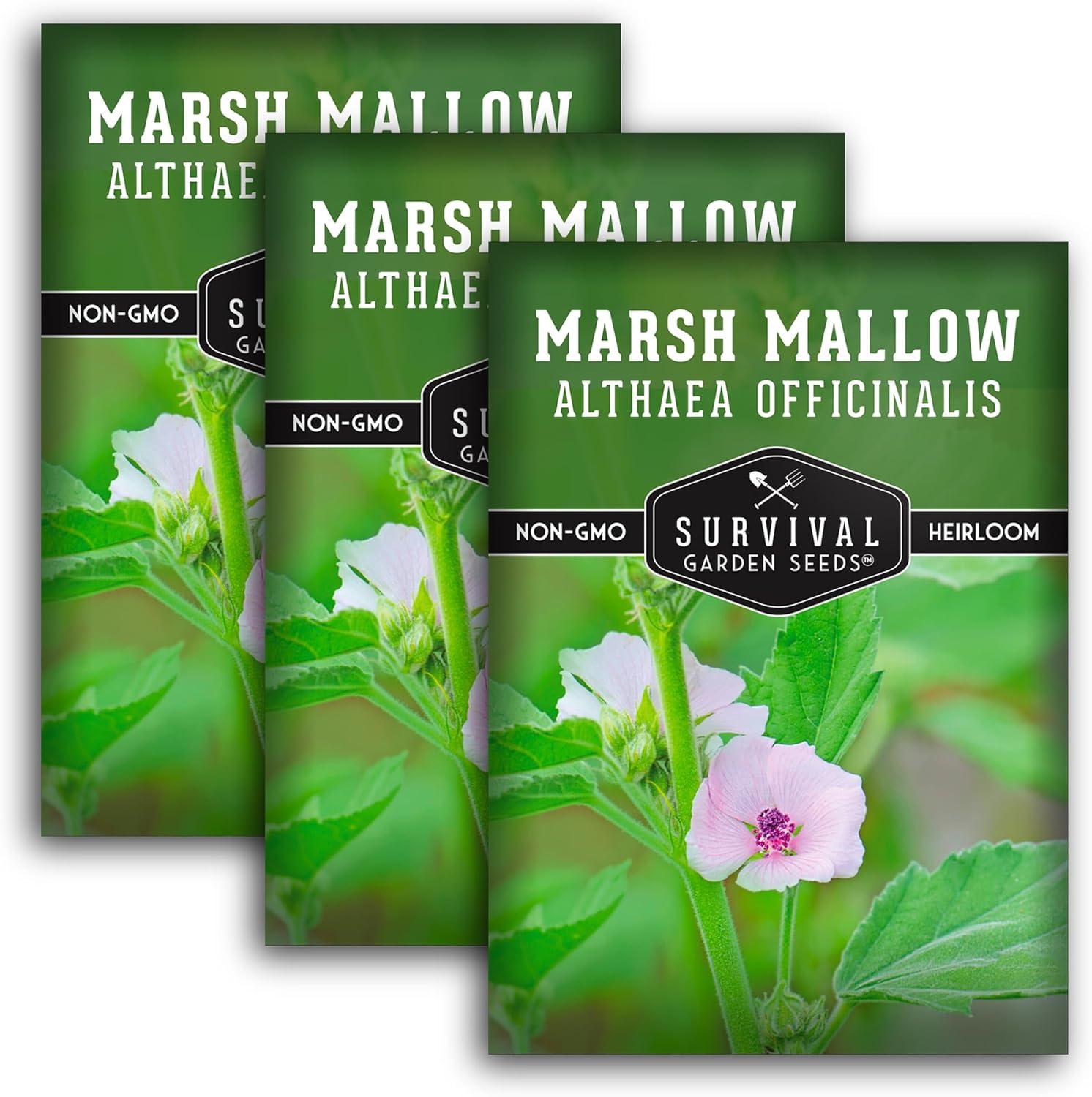 3 Packs Marsh Mallow Seed - Rare Medicinal Flowering Herbs - Non-GMO Heirloom Perennial Full Sun