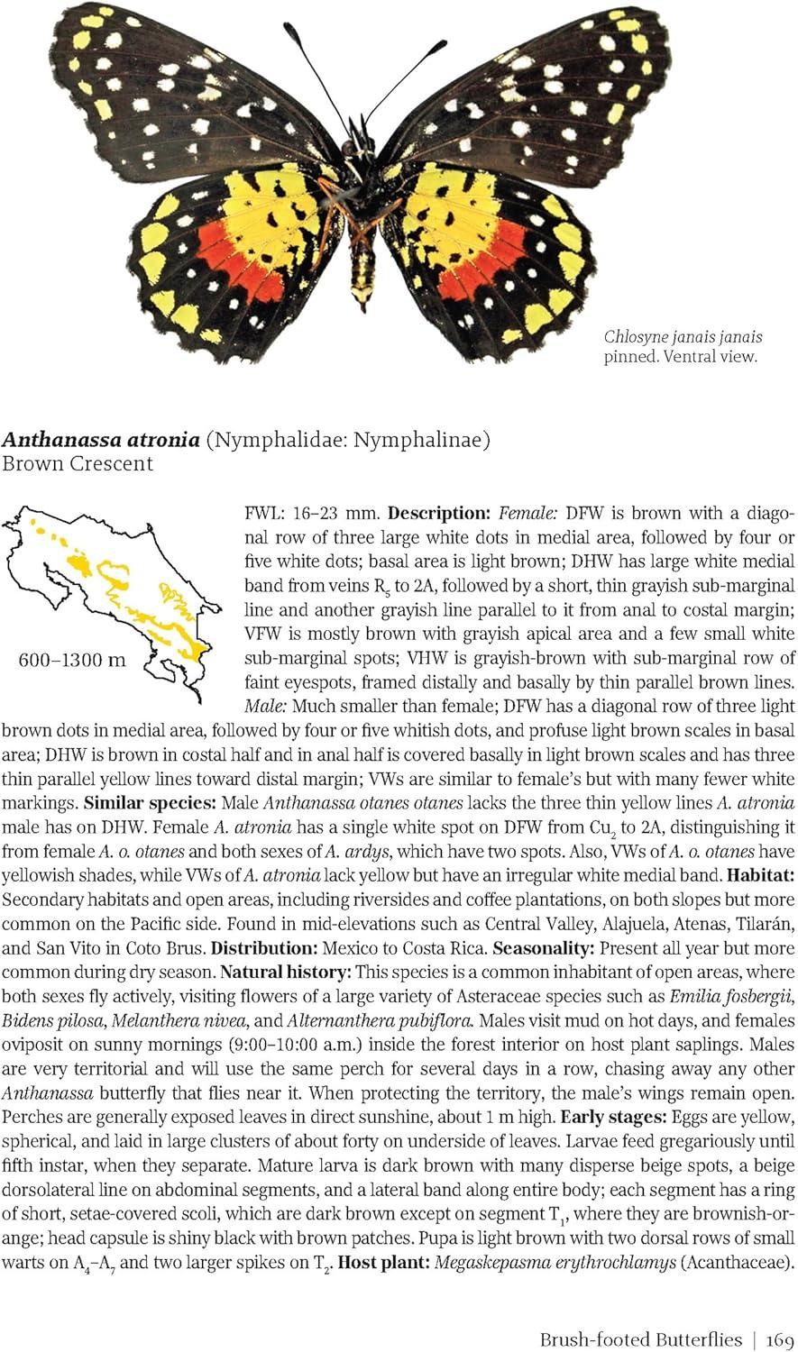 Butterflies and Moths of Costa Rica - (Zona Tropical Publications / Antlion Media) by  Luis Ricardo Murillo-Hiller (Paperback)
