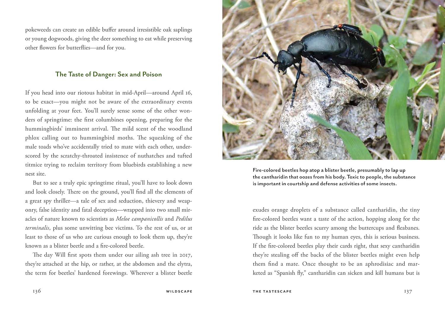 Wildscape Hardcover Book: Sensory Wonders of Nature