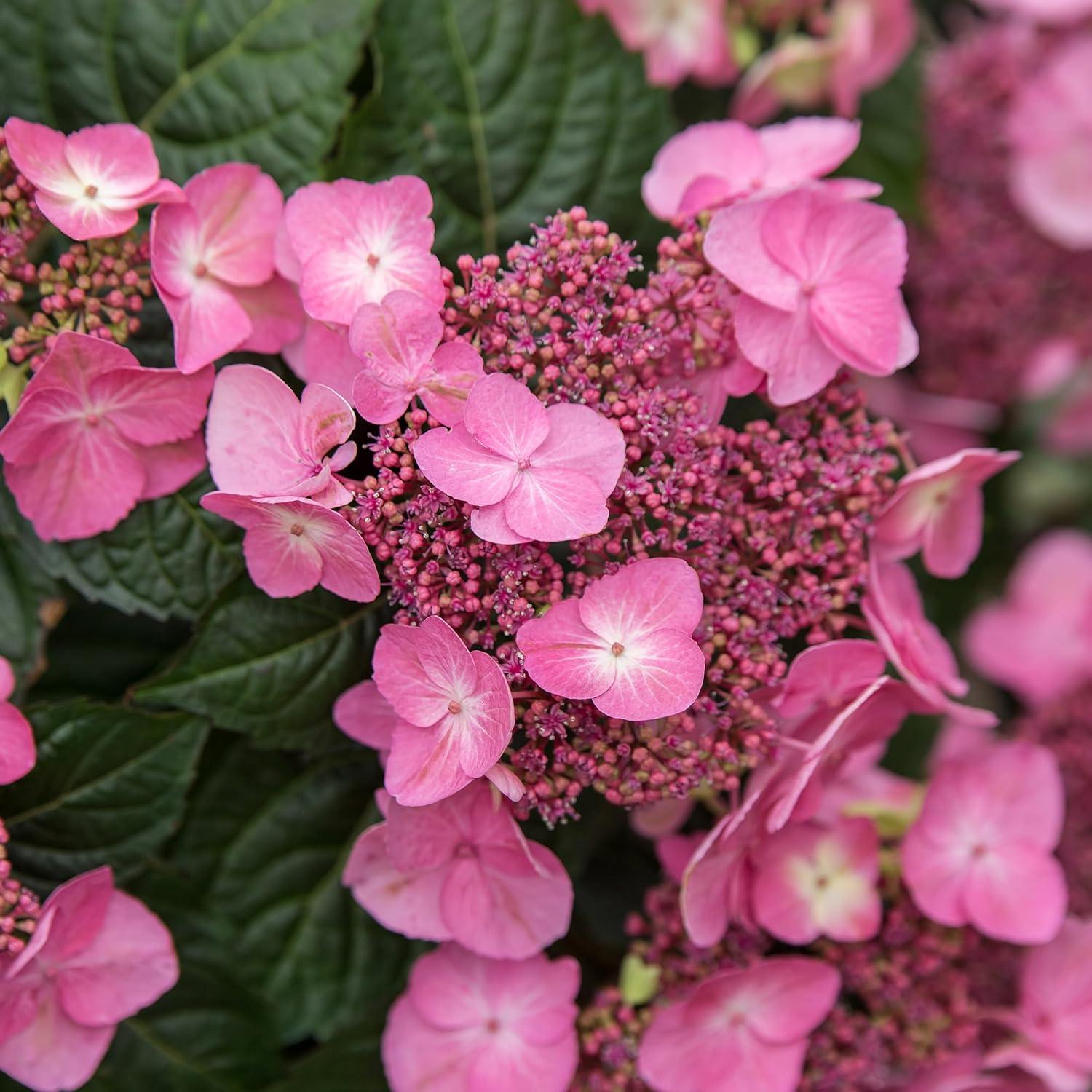 Compact Endless Summer Hydrangea 'Pop Star' - 2 Gallon Blue Lacecap