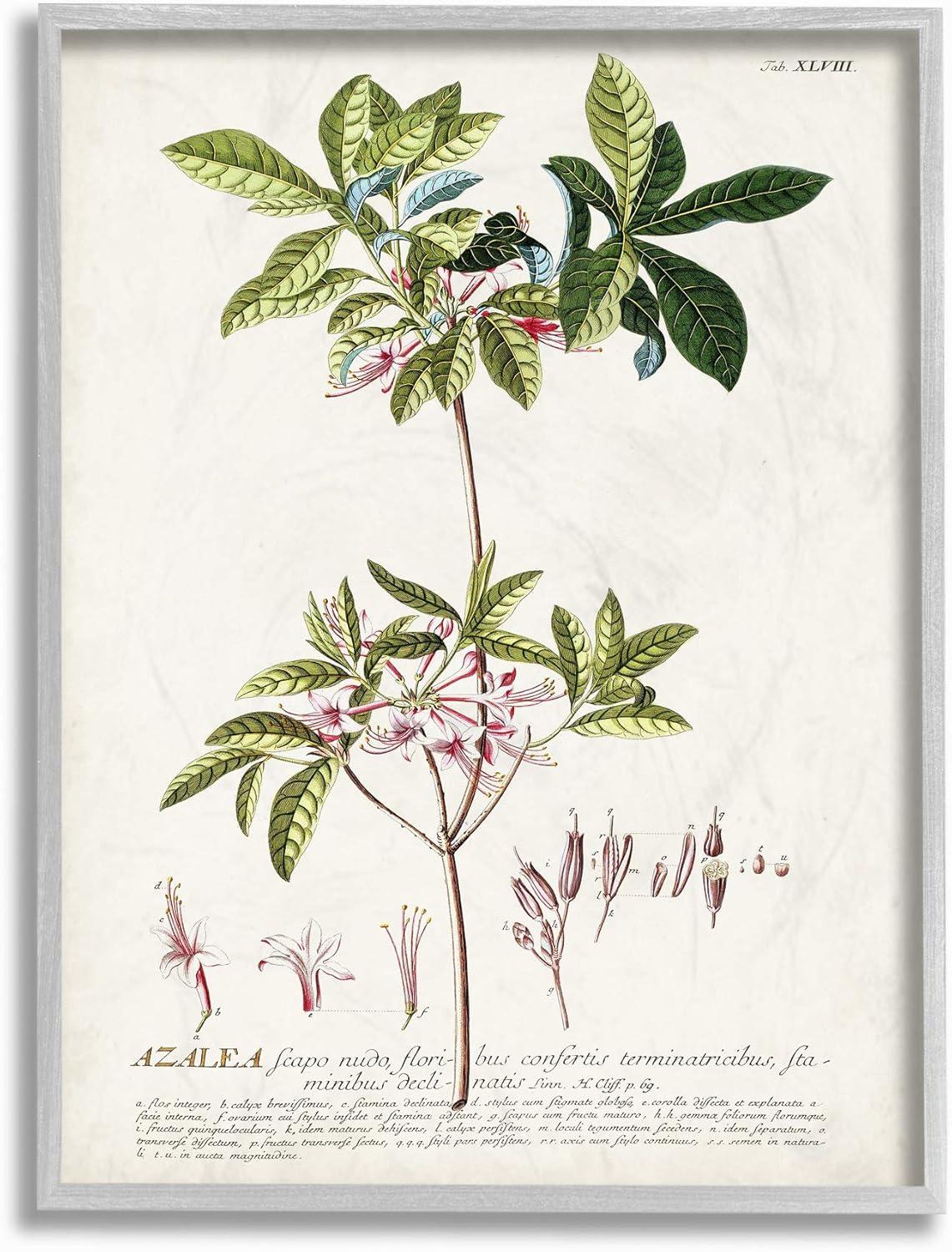 Stupell Industries Botanical Plant Illustration Pink Flowers Vintage Design Framed Wall Art by Unknown