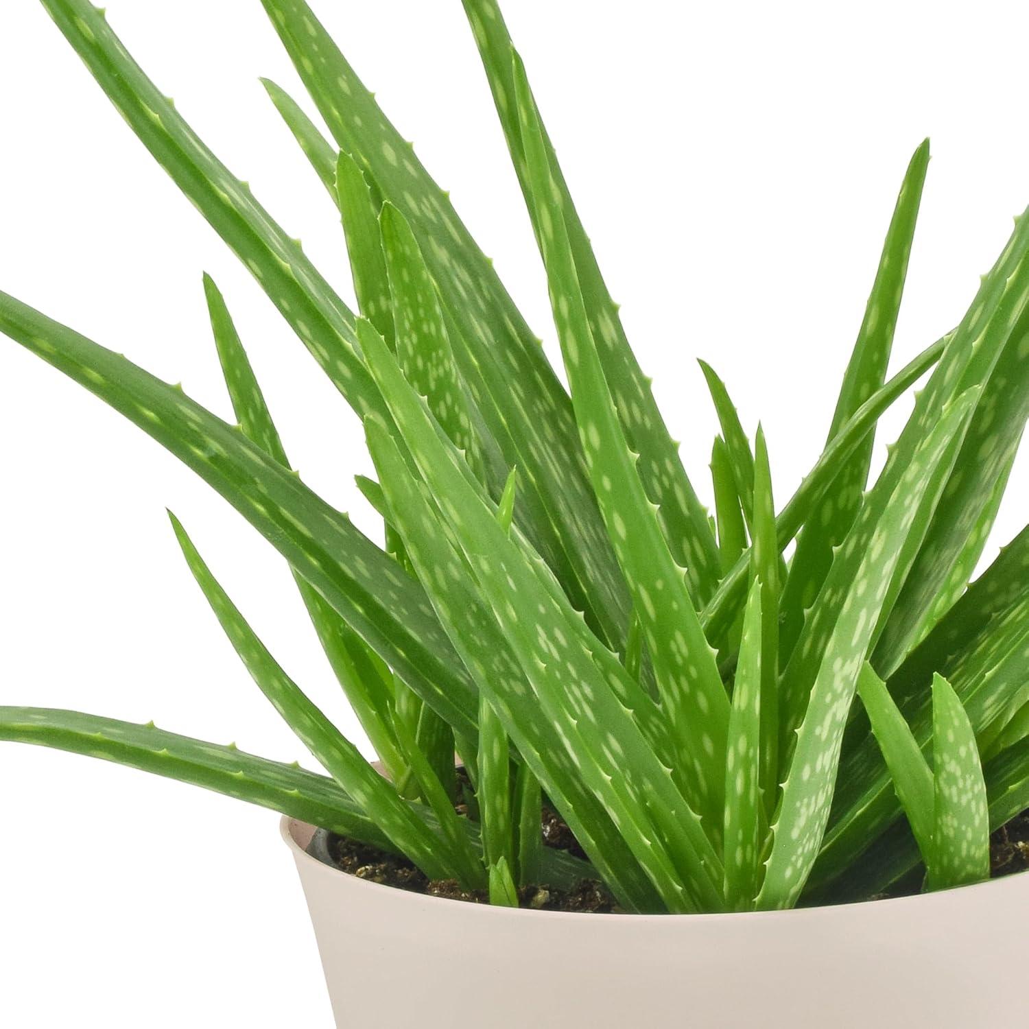 Large Aloe Vera Succulent in Beige Plastic Pot