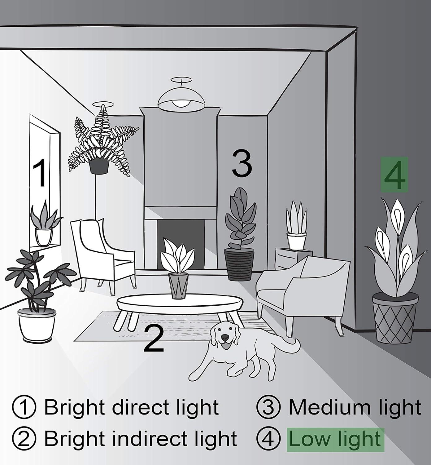 Thorsen's Greenhouse Live Low Light Houseplant Set of 3