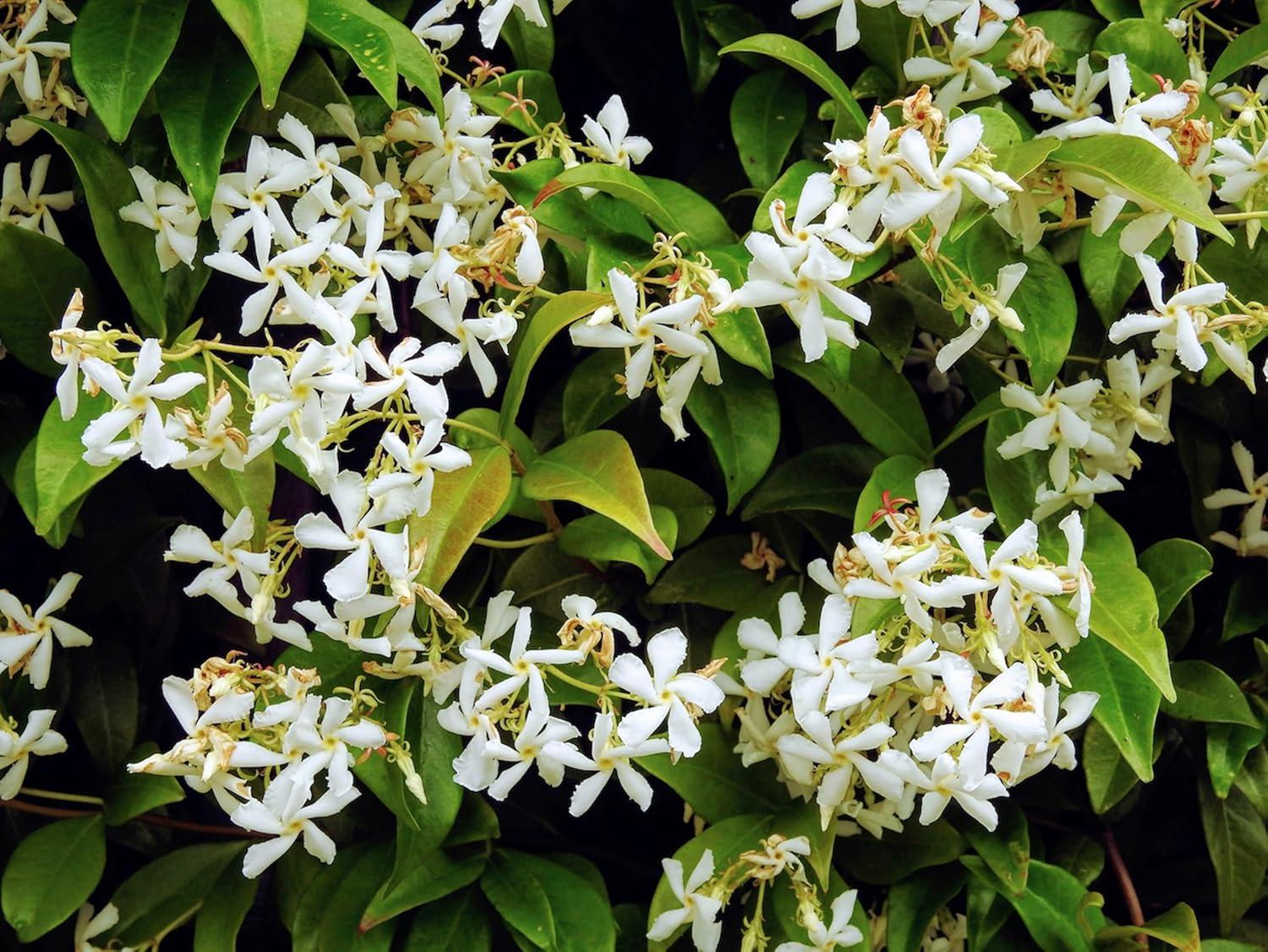 Night Blooming Jasmine Outdoor Fragrant Vine - 3 Plants