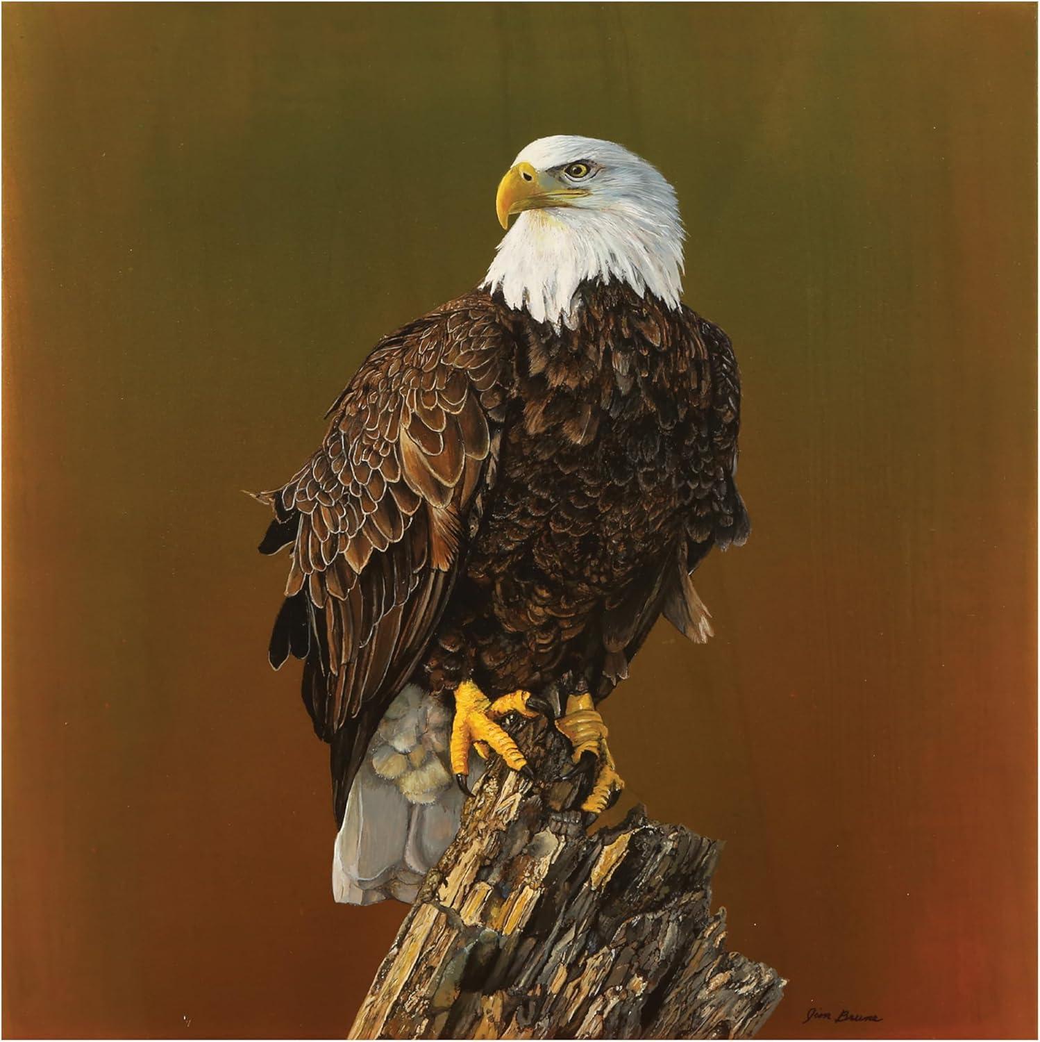 Proud Bald Eagle Framed Canvas Wall Art 14 x 14 Inches