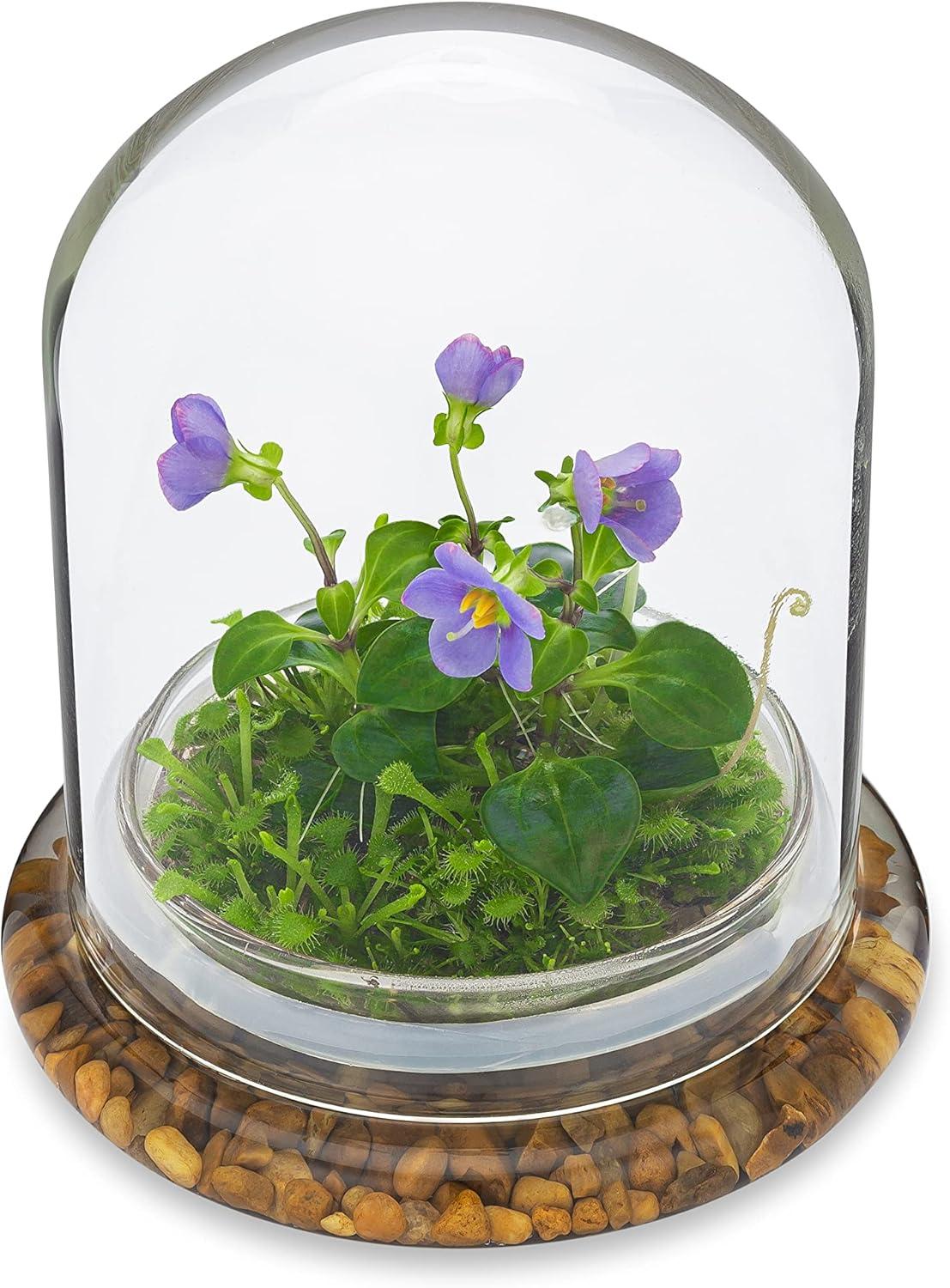 Award Winning: Persian Violet with Sundew Moss - Live Flower Terrarium in Self Sustaining Glass Jar, Maintenance Free and Blooms All-Season, Great Unique Gift and Home Decor, 100% Growth Guarantee