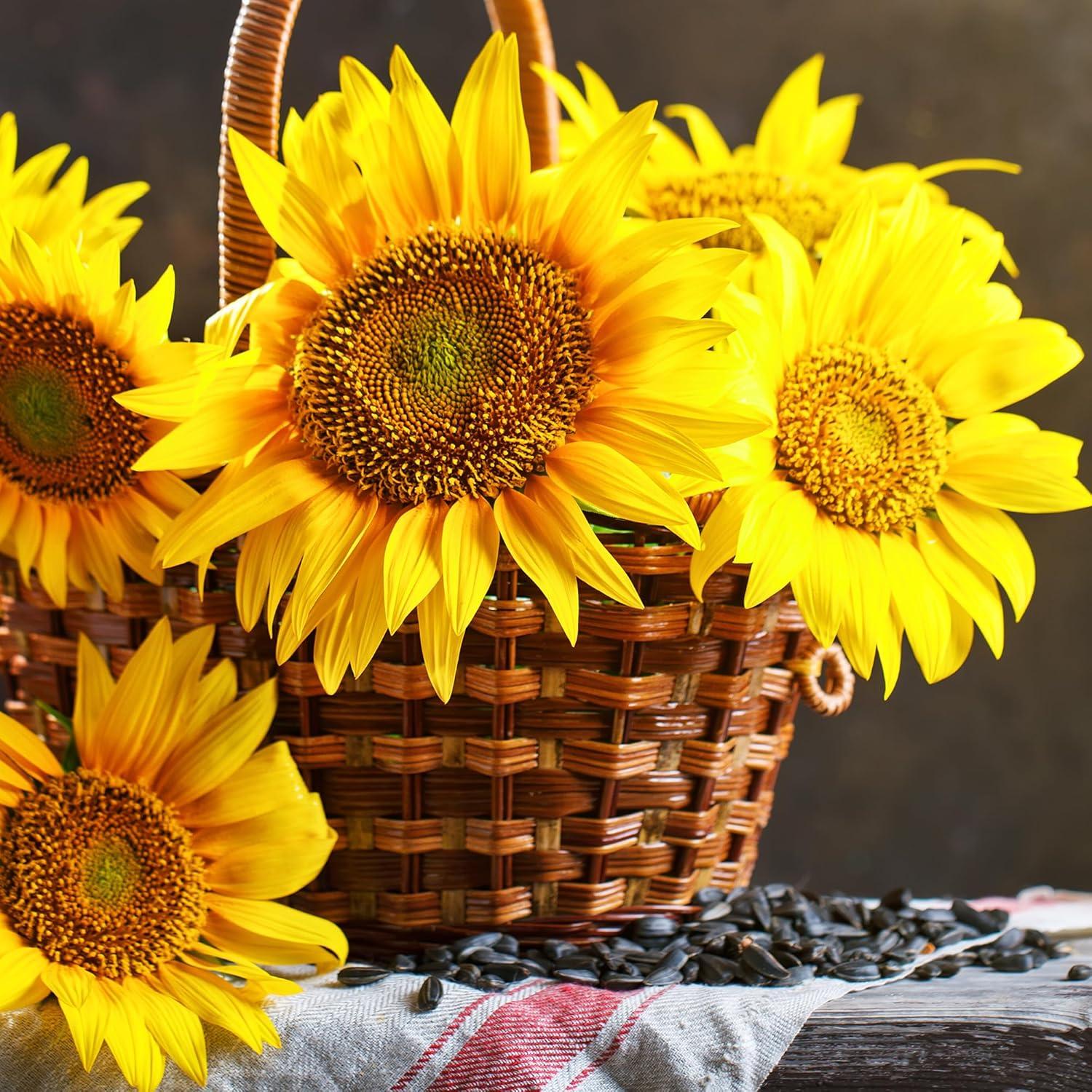 Back to the Roots Organic Sunflower 'Lemon Queen', 1 Seed packet