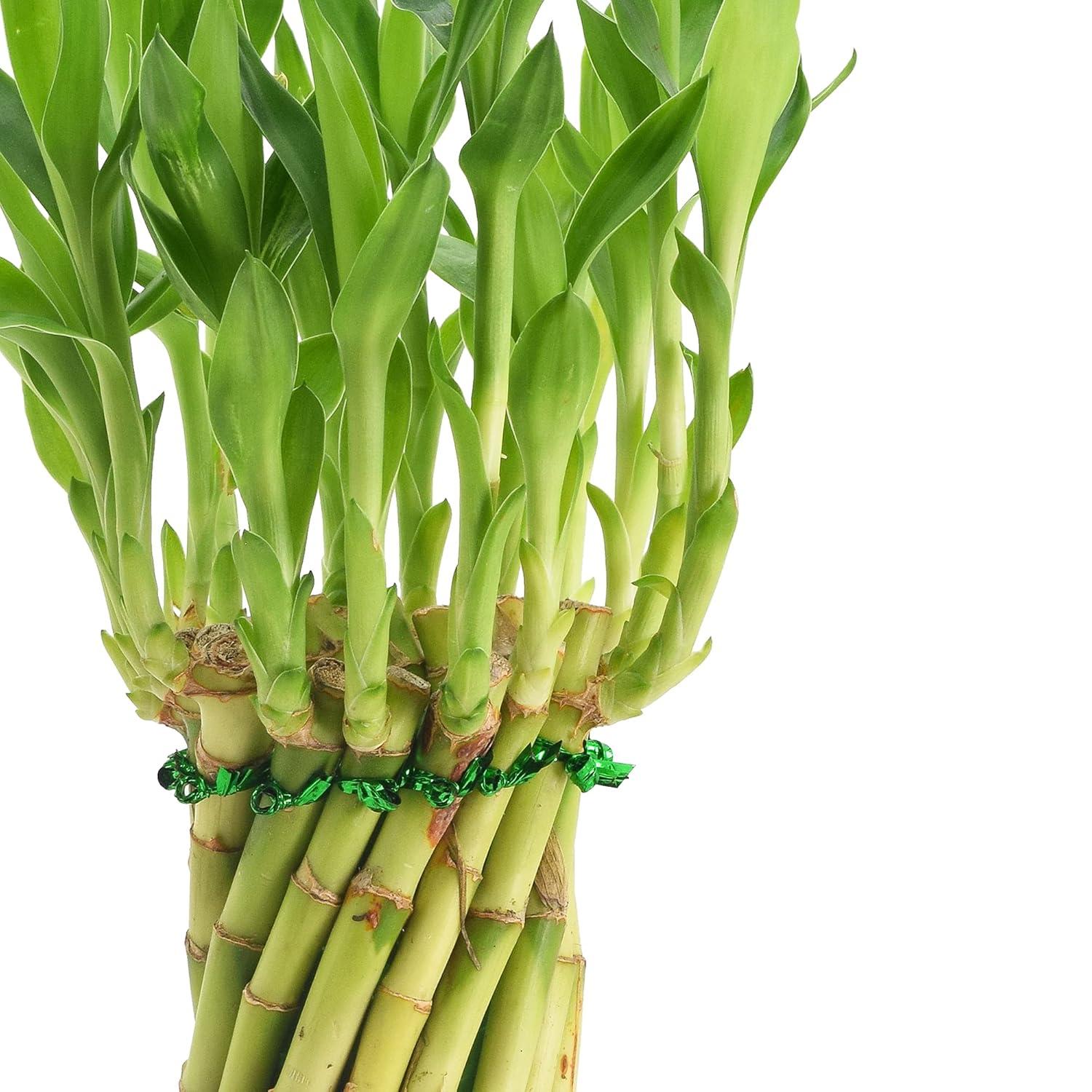 Arcadia Garden Products Arcadia Garden Products Carolina Live Bamboo Plant in Ceramic Planter