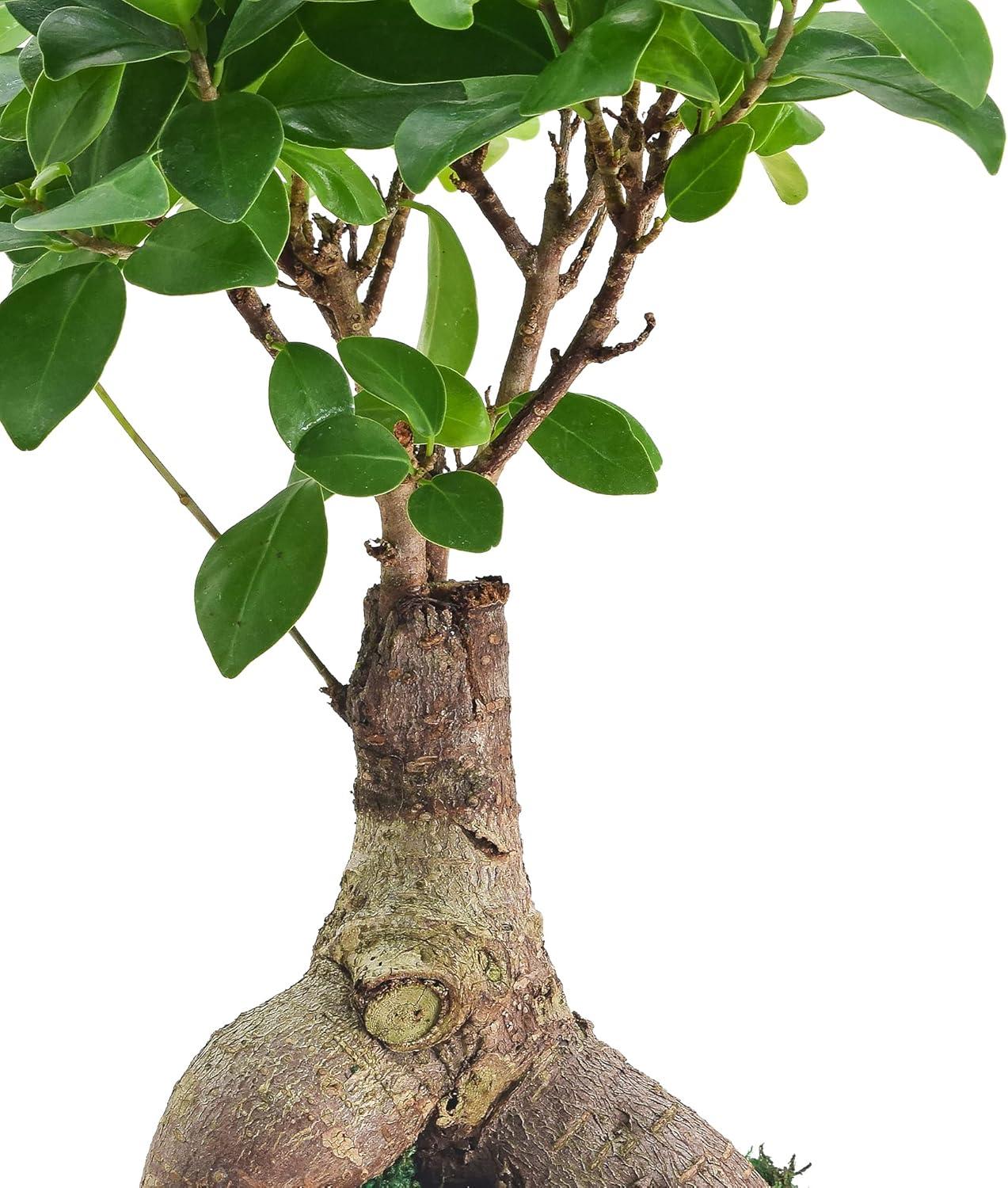 Bright Light 14'' White Small Ginseng Ficus Bonsai in Ceramic Planter