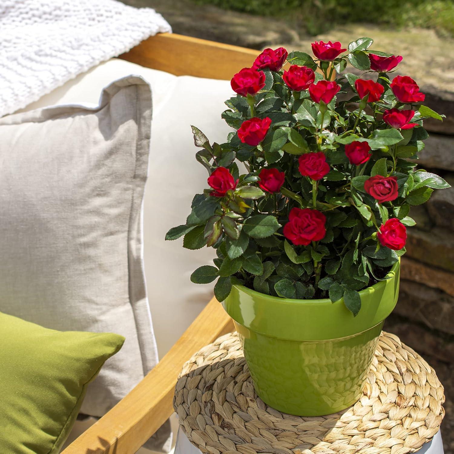 The Petite Knock Out Rose Plant with Fire Engine Red, Non Fading Blooms (2 Quart)