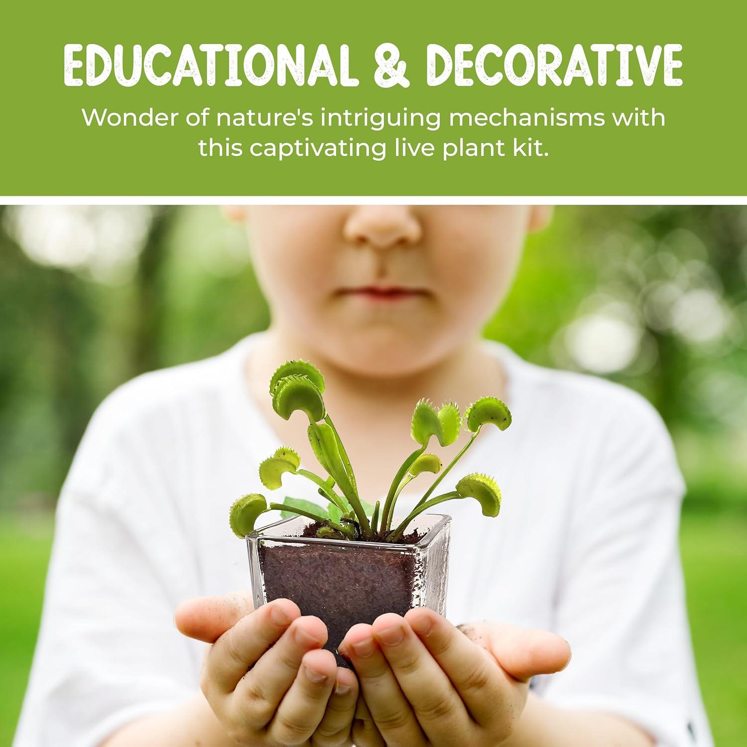 Venus Flytrap Live Plant Kit with Carnivorous Plant Food in 2.5" Glass Cube – Indoor Bug-Eating Plant with Tweezers & Sphagnum Moss – Educational Gift Fly Trap