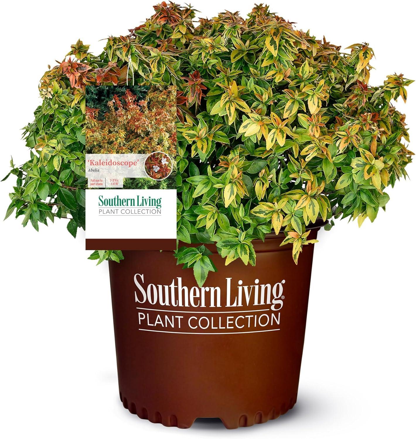 Southern Living Abelia Kaleidoscope Live Shrub in 2-Gallon Grower Pot