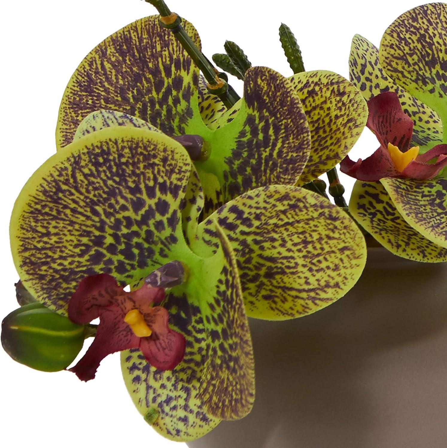 Set of Three 7" Multicolor Potted Orchid Arrangements