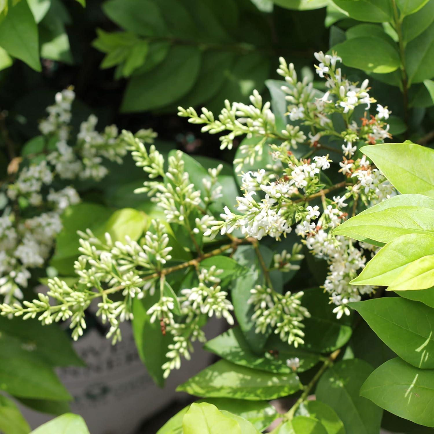 Golden Ticket Privet 2-Gallon Deciduous Shrub with White Flowers