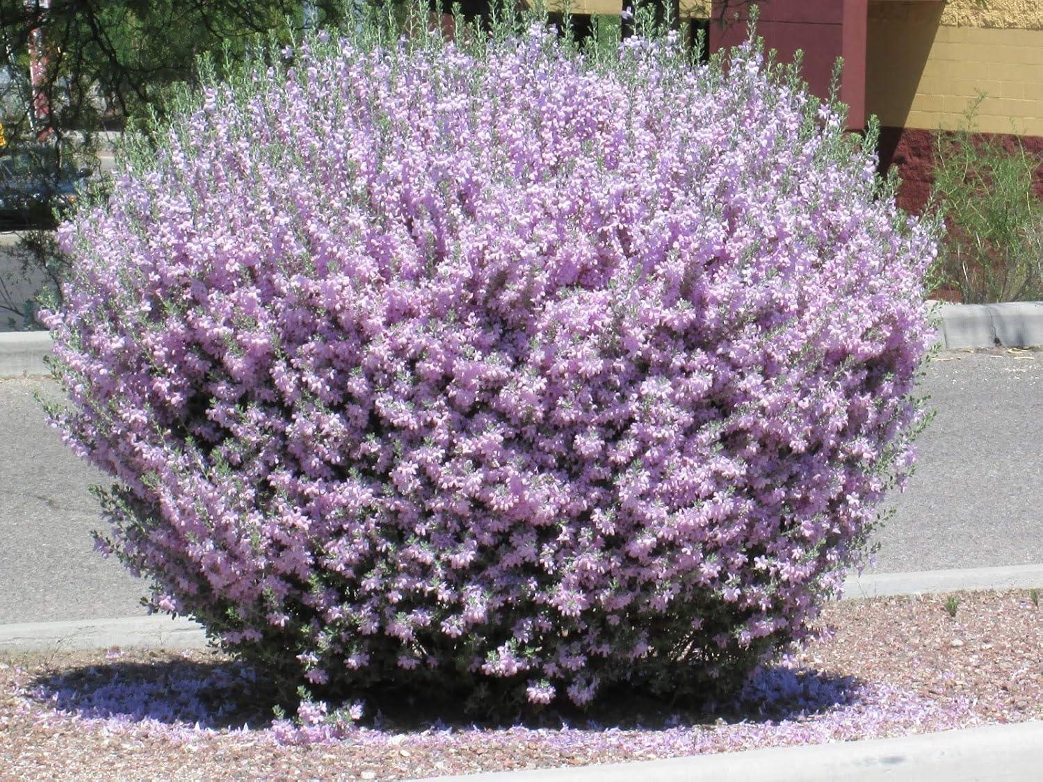 Texas Sage Outdoor Flowering Shrub with Silver Foliage