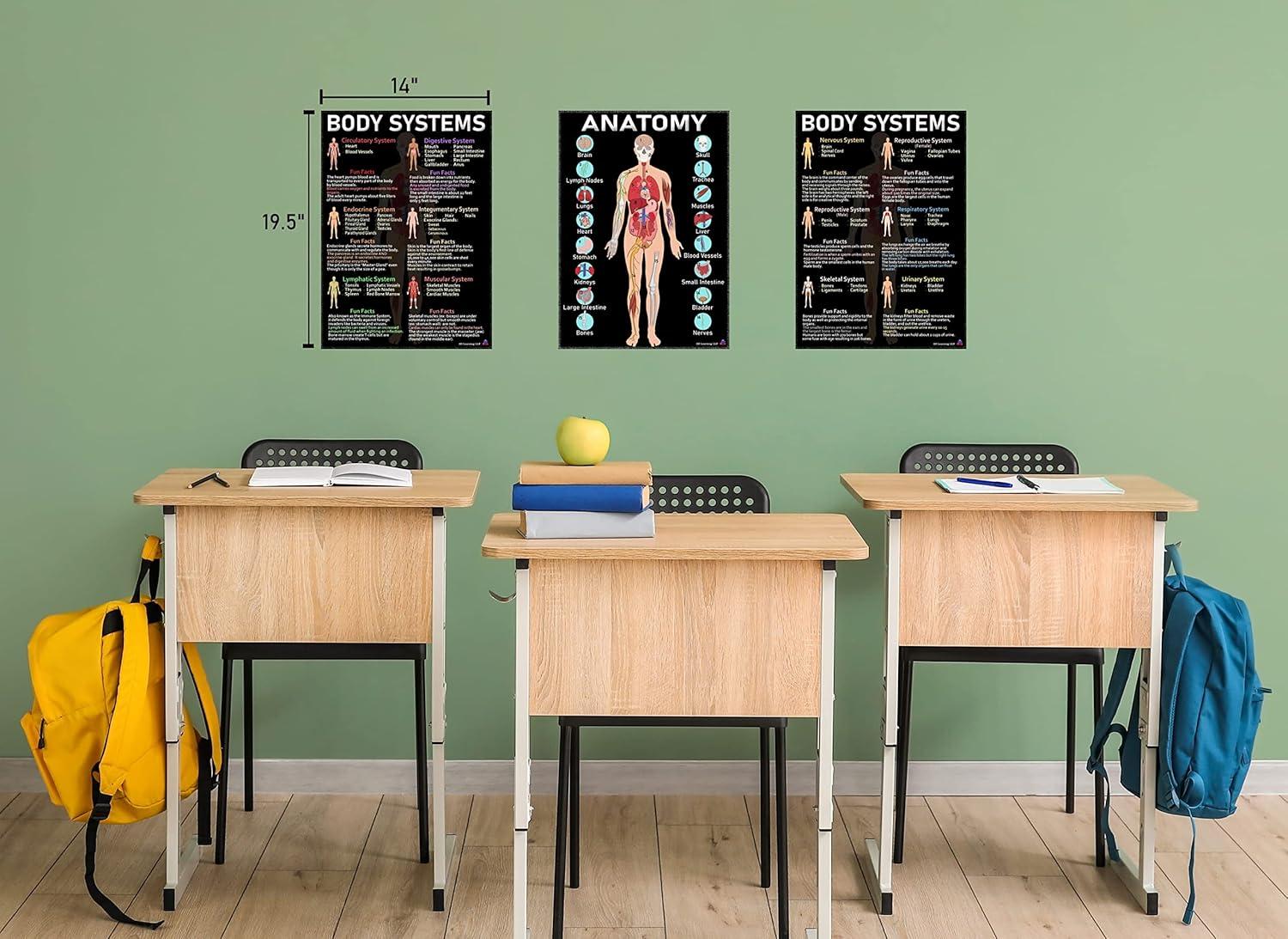 Human Anatomy & Body Systems Laminated Posters - 14x19.5, Science Educational Charts & Classroom Decorations, Back to School Supplies, Learning Posters for Biology Class, STEM & STEAM