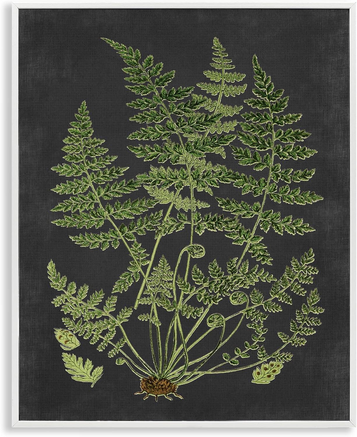 Stupell Industries Botanical Drawing Green Black Design Print Framed Art Print Wall Art, 11x14, By Lettered and Lined