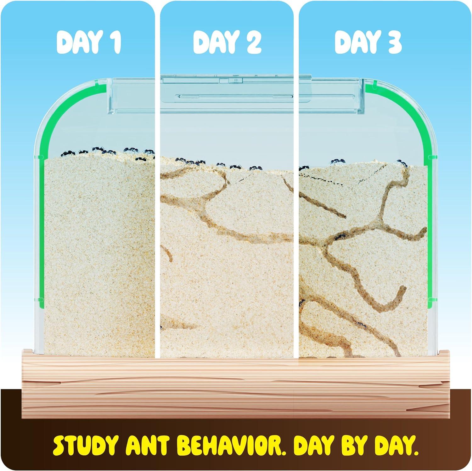 Ant Farm Kit for Kids - Ants Farms Colony - Includes Ant Voucher - Sand Habitat Kits - Bug Terrarium House - Educational Science Gifts for Kids - Nature Learning Toys for Boys, Girls & Adults