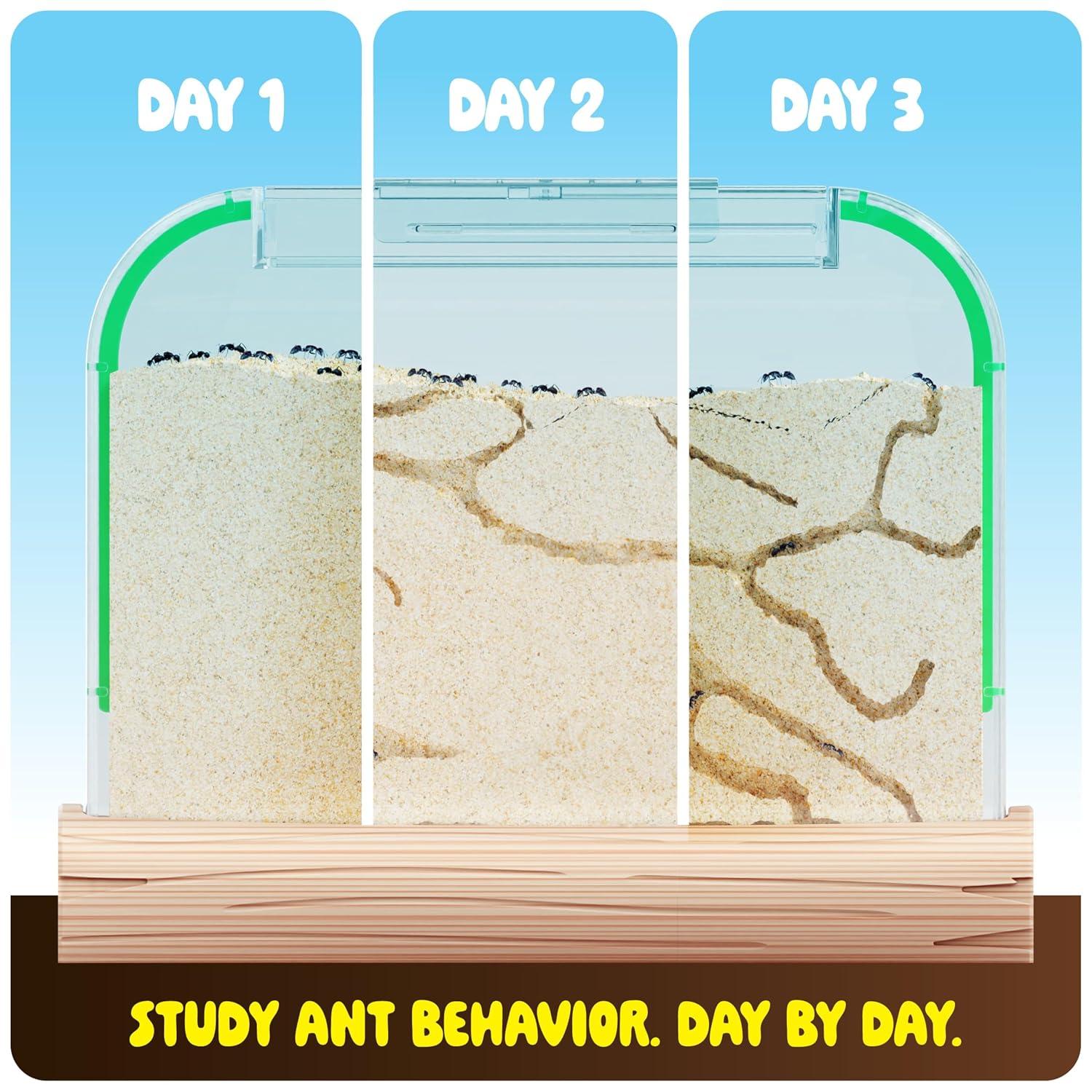 Ant Farm Kit for Kids - Ants Farms Colony - Includes Ant Voucher - Sand Habitat Kits - Bug Terrarium House - Educational Science Gifts for Kids - Nature Learning Toys for Boys, Girls & Adults