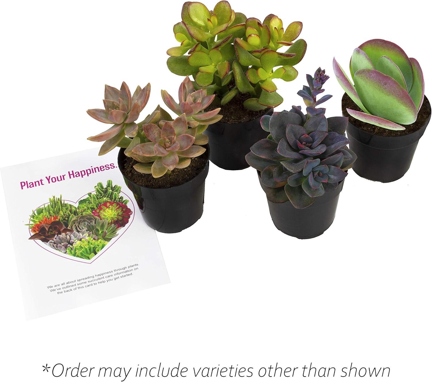 Altman Plants Live Succulent Plants 4-Pack - Desert Fire House Plant Mix - Full Sun - 2.5-Inch Pots