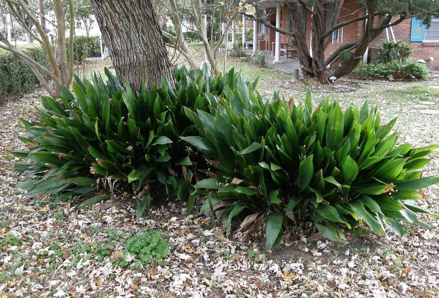 Aspidistra Elatior Cast Iron Plant in 6-Inch Pot