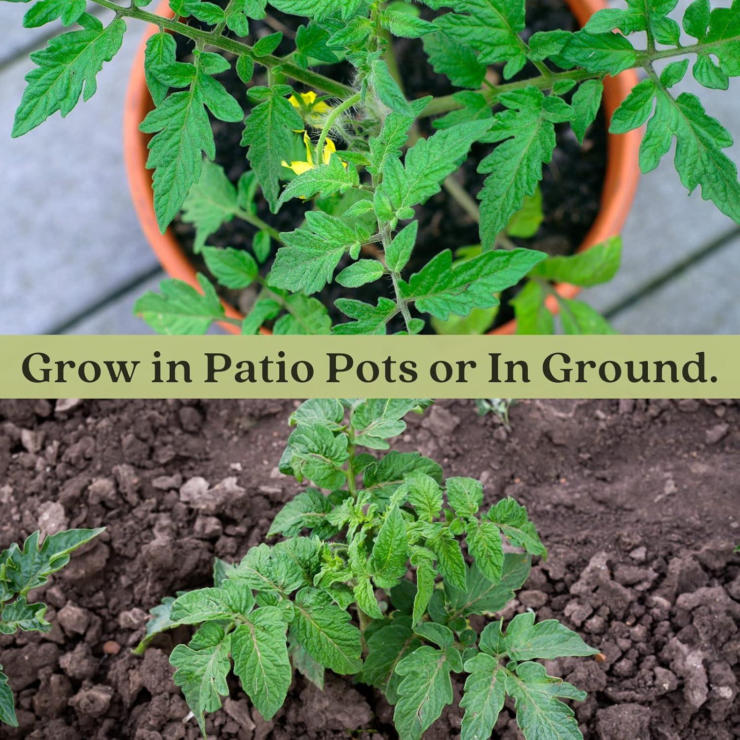Clovers Whopper Tomato Plants – Two (2) Live Plants – Non-GMO - Not Seeds - Each 4" to 8" Tall – in 4" Inch Pots – Globe, Indeterminate