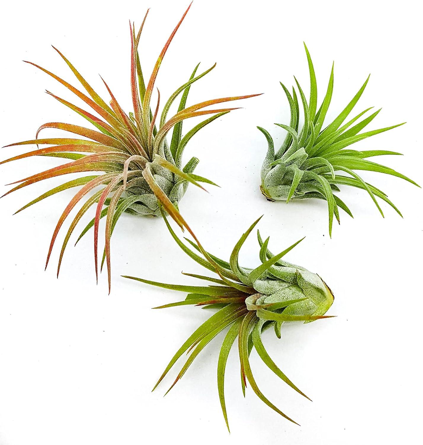 Rainforest Grown 3 Pack Ionantha Air Plants Assorted Sizes - Live Tillandsia - 1 to 3 inches - 30 Day Guarantee