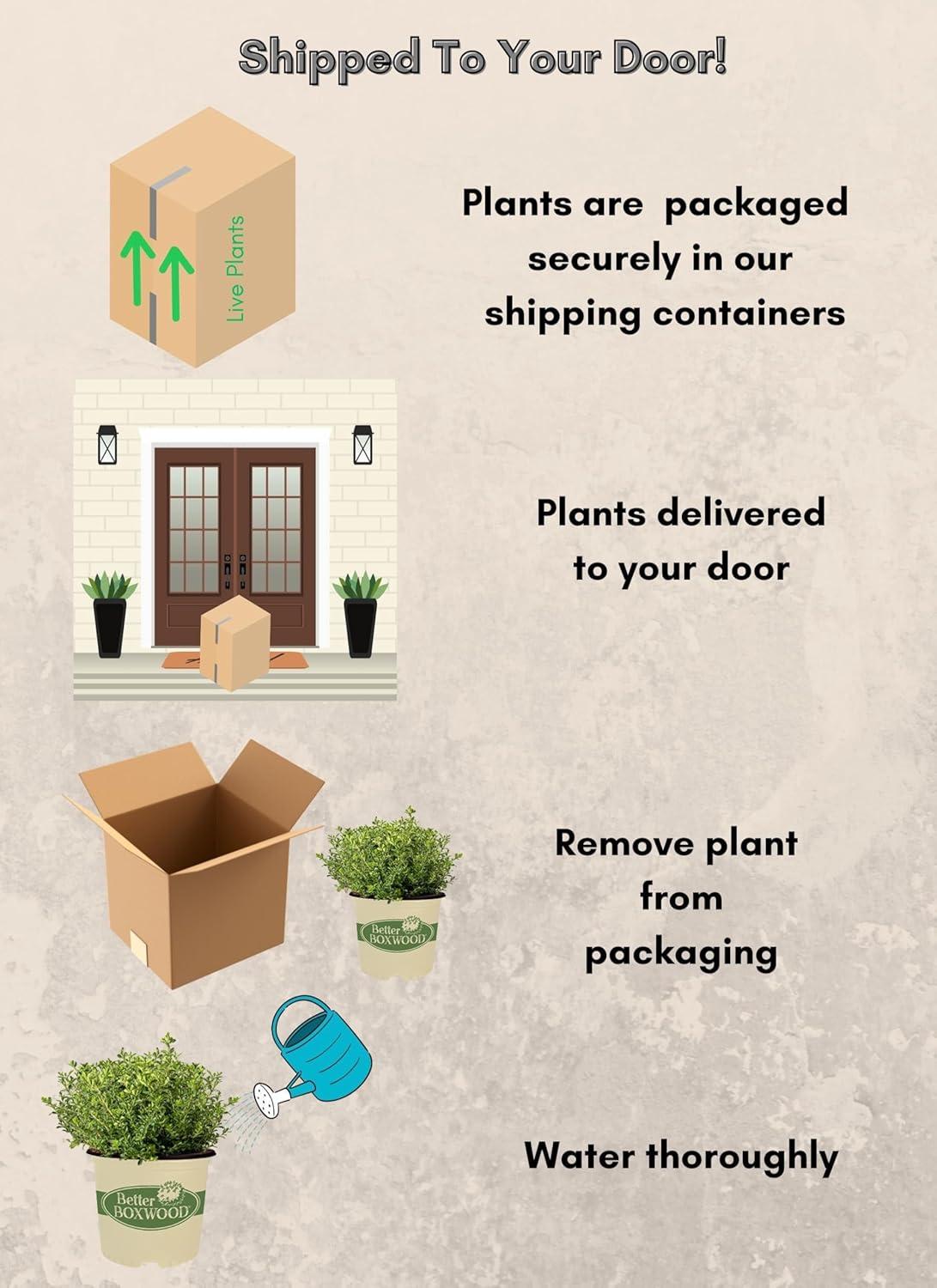 Better Boxwood Renaissance Live Shrub (1 Gallon)