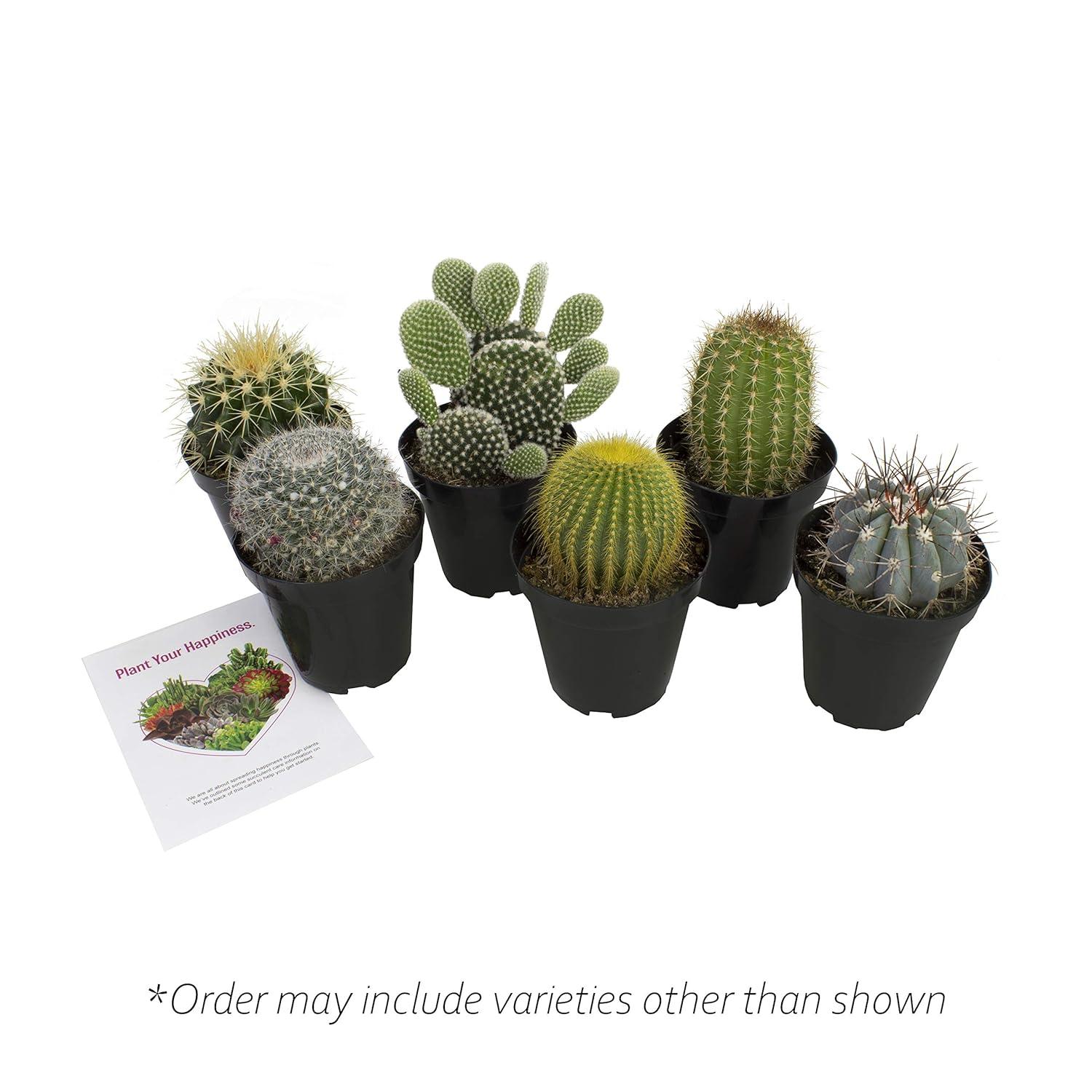Altman Plants Large Cactus Plants 6-Pack; 3.5 Inch Grower Pots, Full Sun; Easy Plant Care