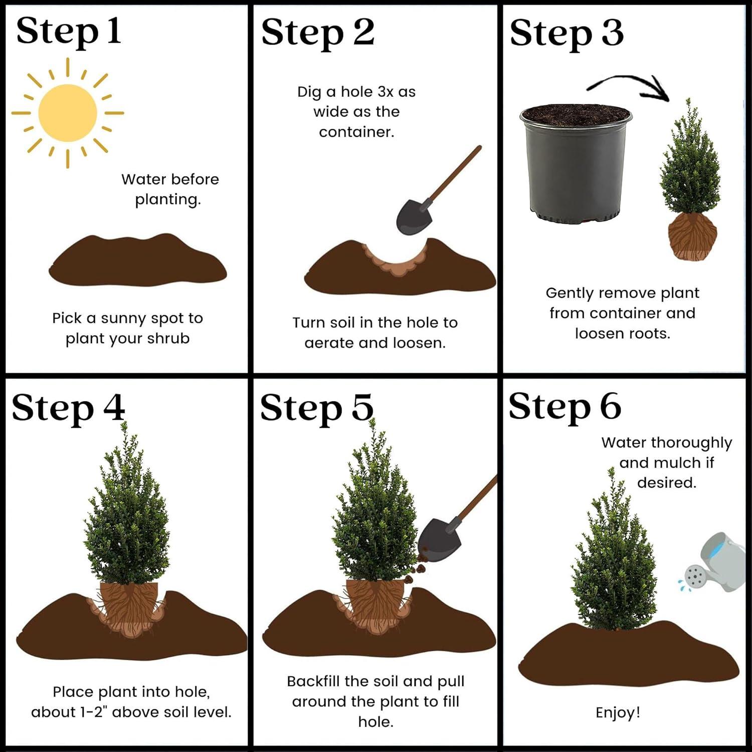 Expert Gardener 3 Gallon Holly Steeds Upright Japanese (Ilex) Live Shrub