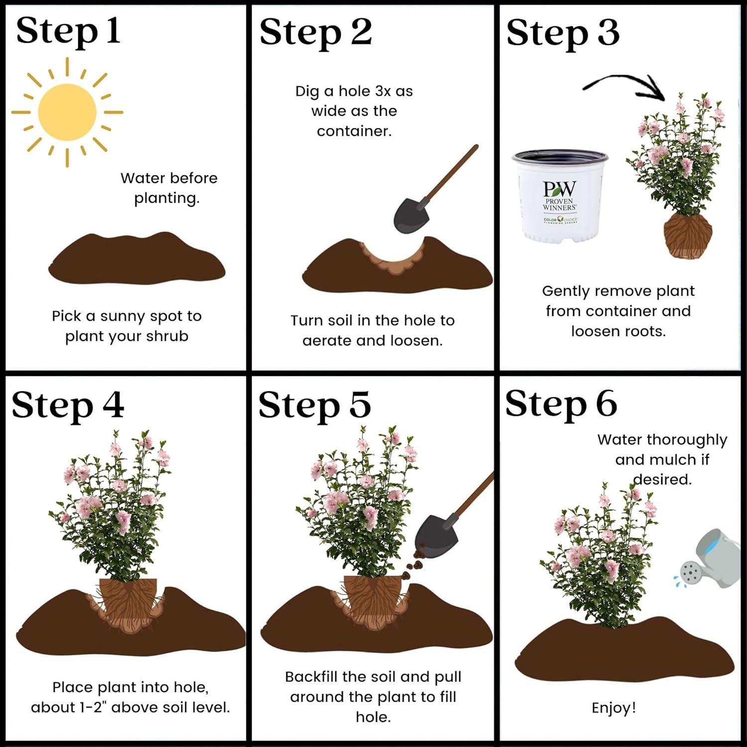 2 Gallon Proven Winners Hibiscus Sugar Tip Shrub